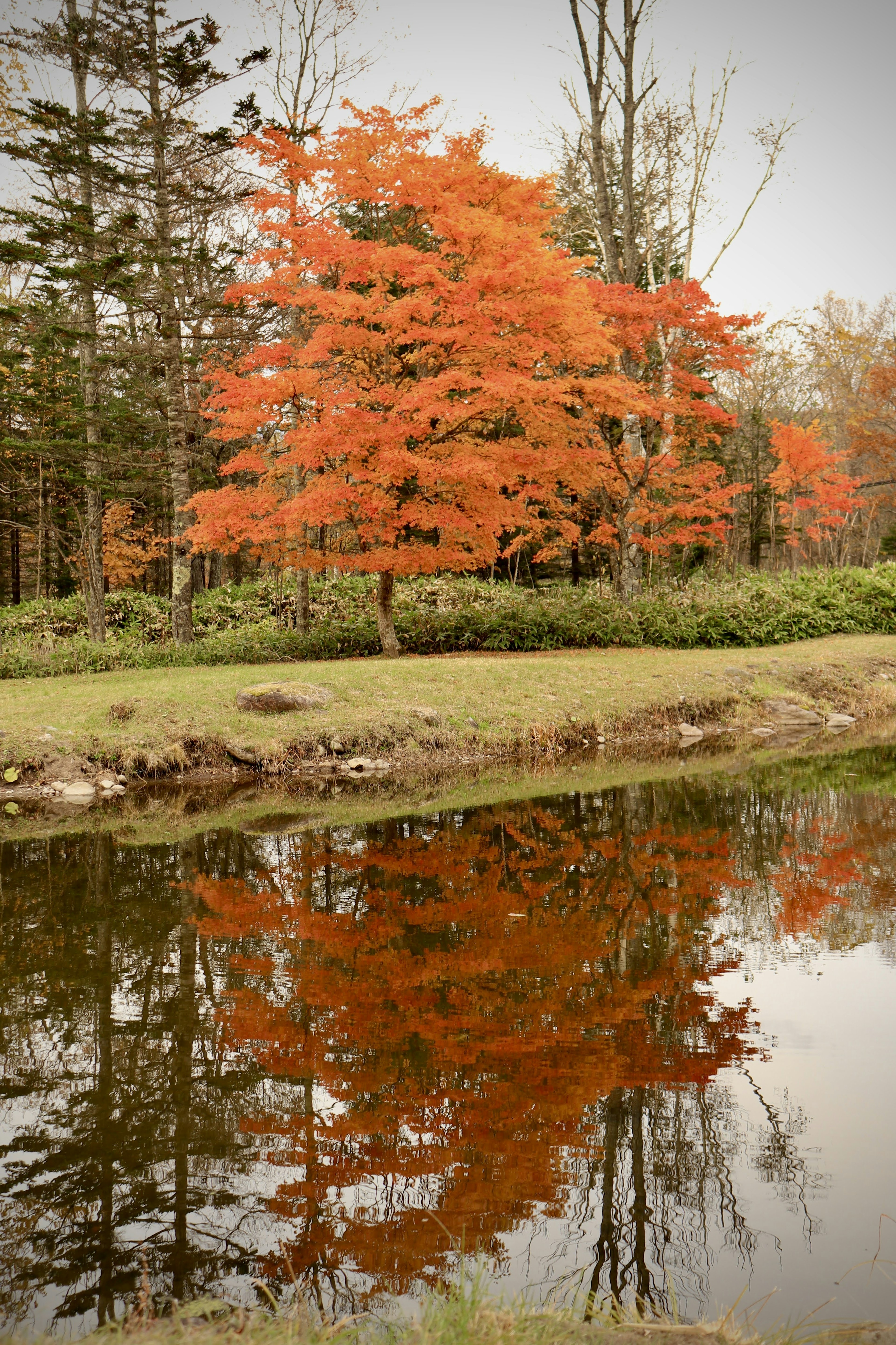 Autumn foliage tree reflecting in water