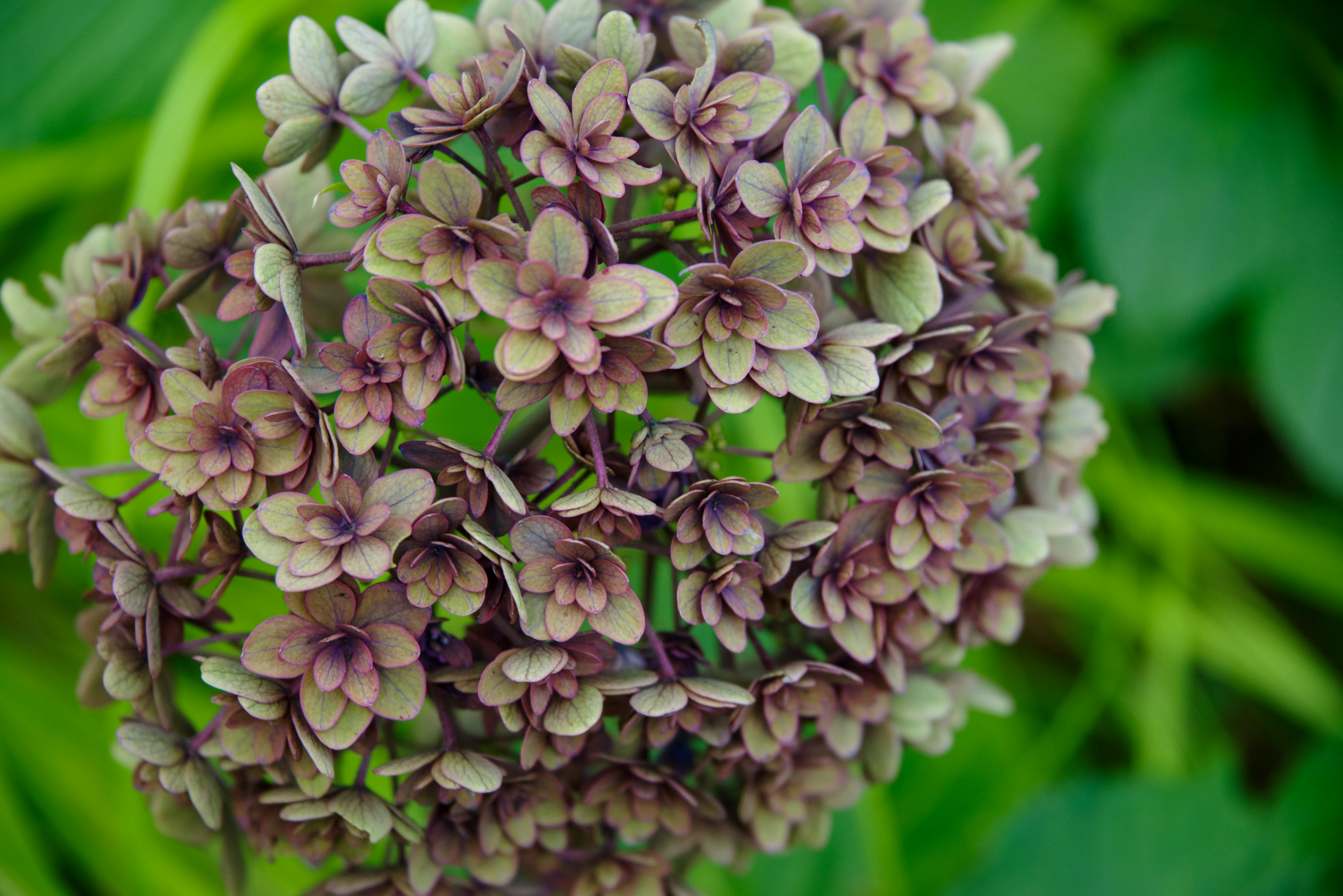 Racimo de pequeñas flores moradas y verdes formando una forma esférica