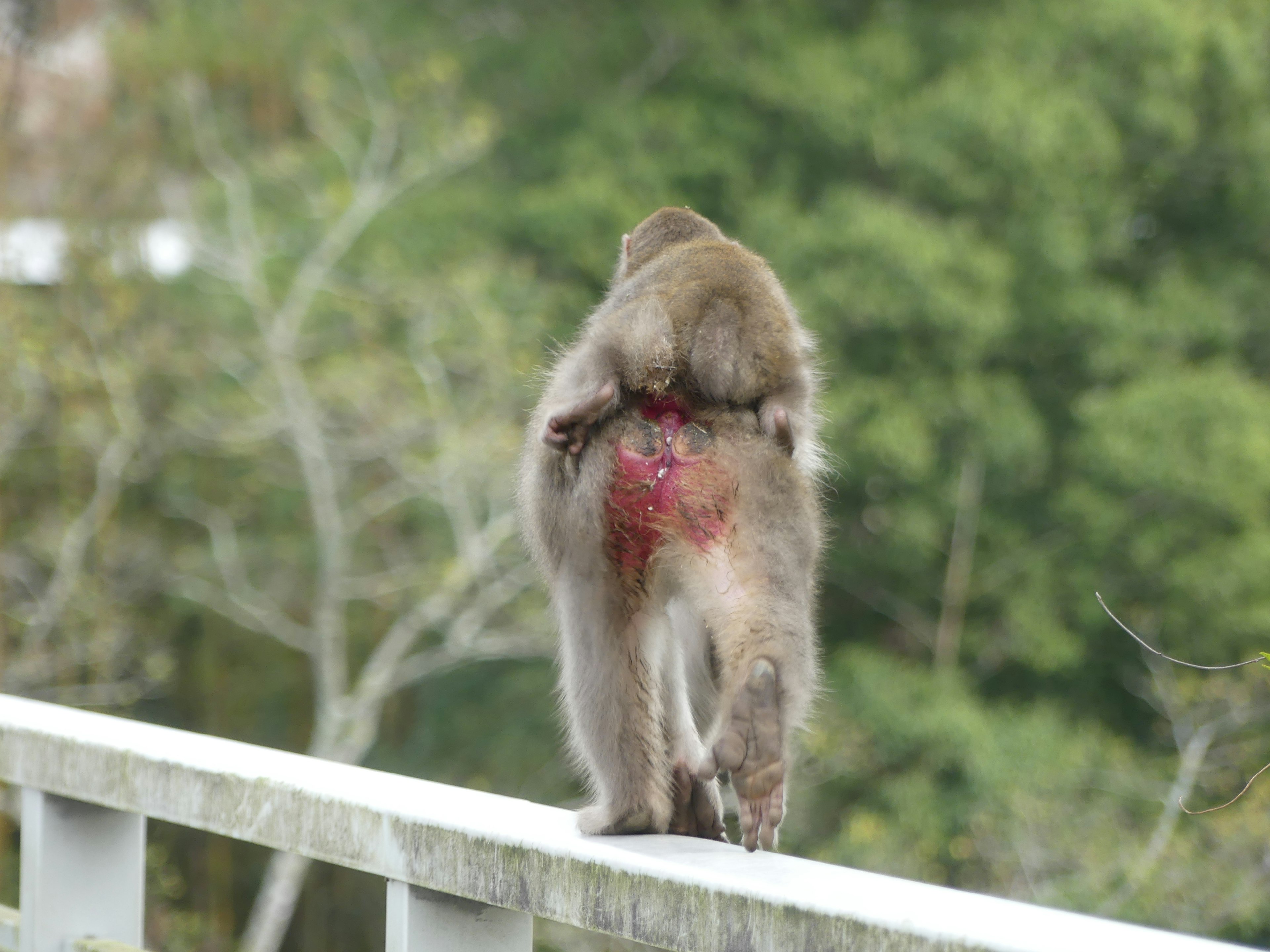 Un singe montrant une zone blessée sur son dos en marchant