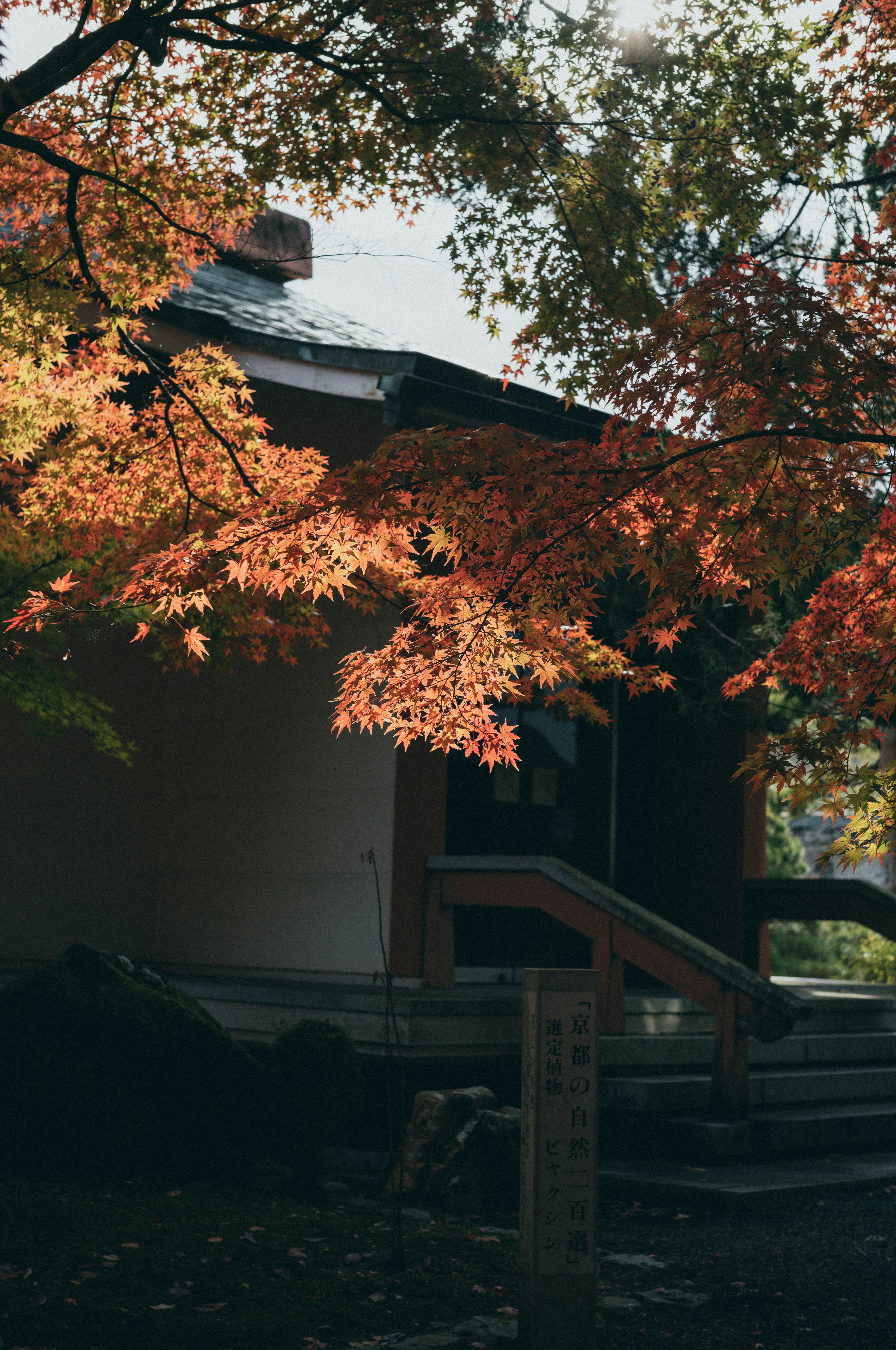 被秋天樹葉環繞的傳統日本房屋