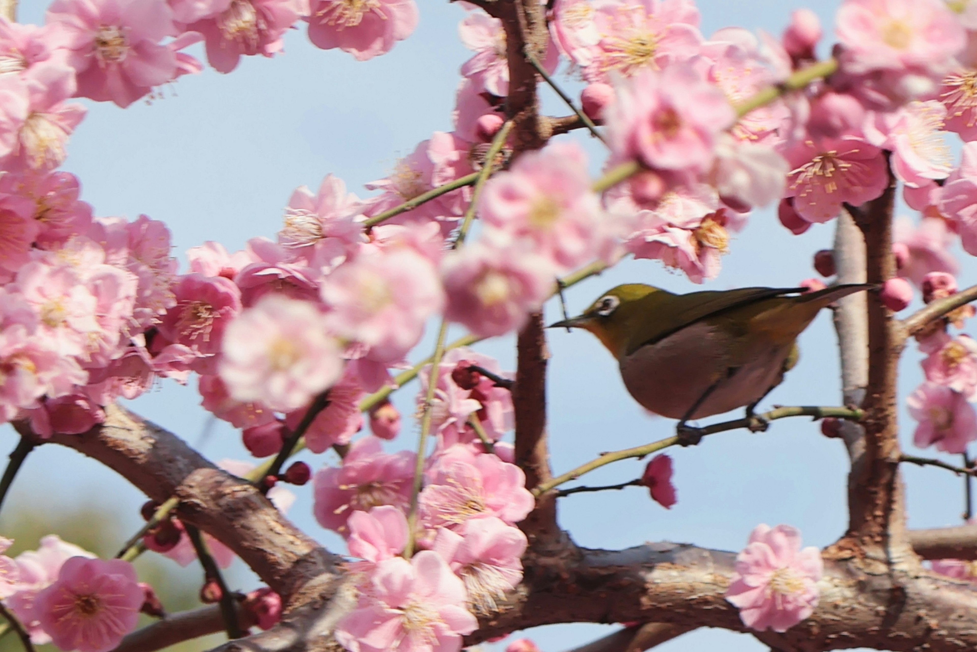 Seekor burung kecil bertengger di pohon sakura