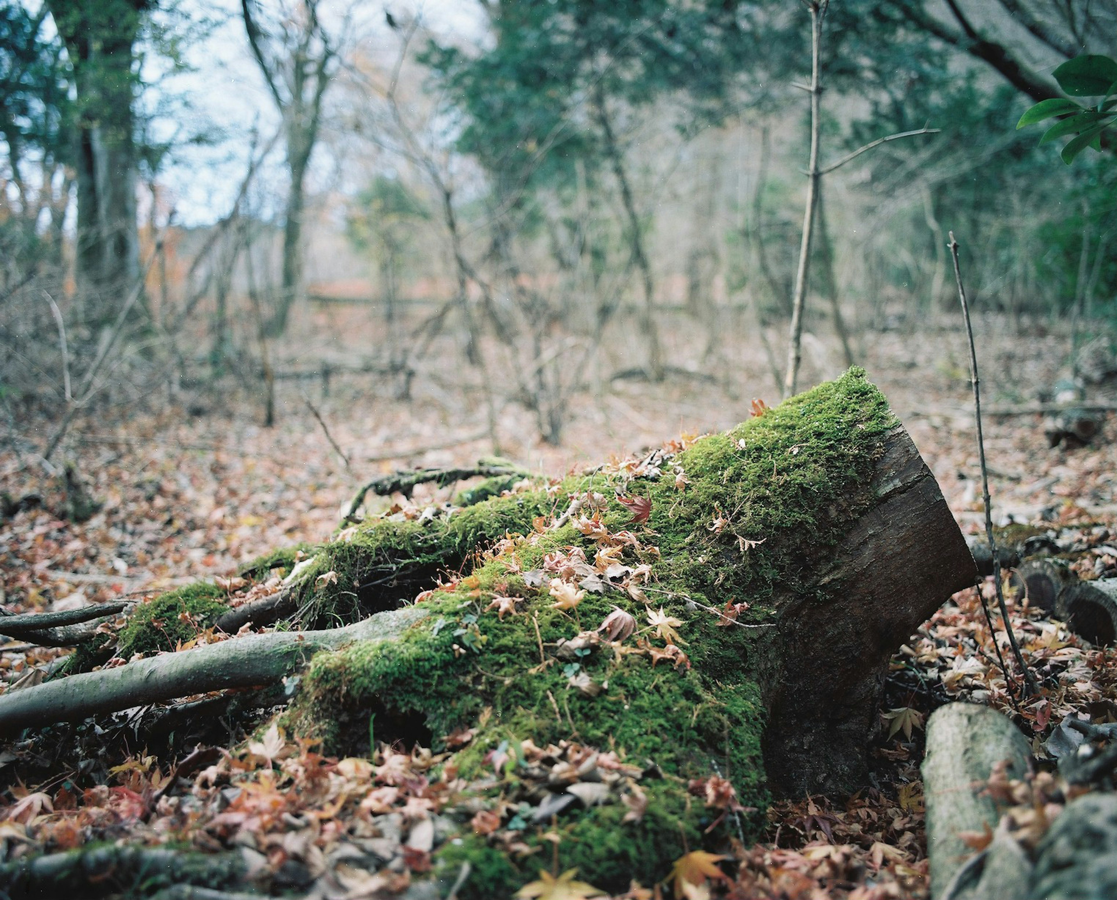 Moss-covered stump surrounded by fallen leaves in a forest