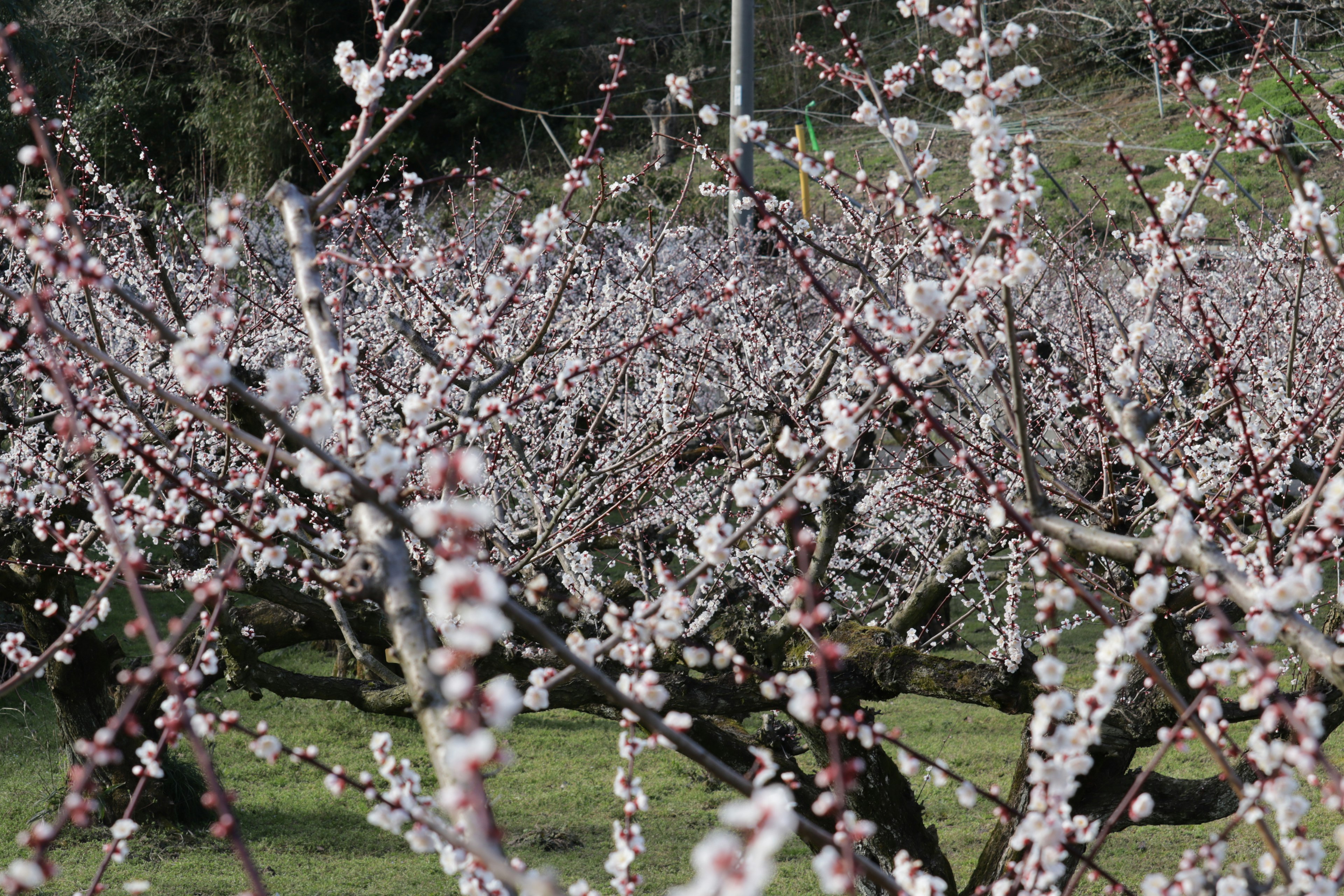 Blühende Obstgartenlandschaft