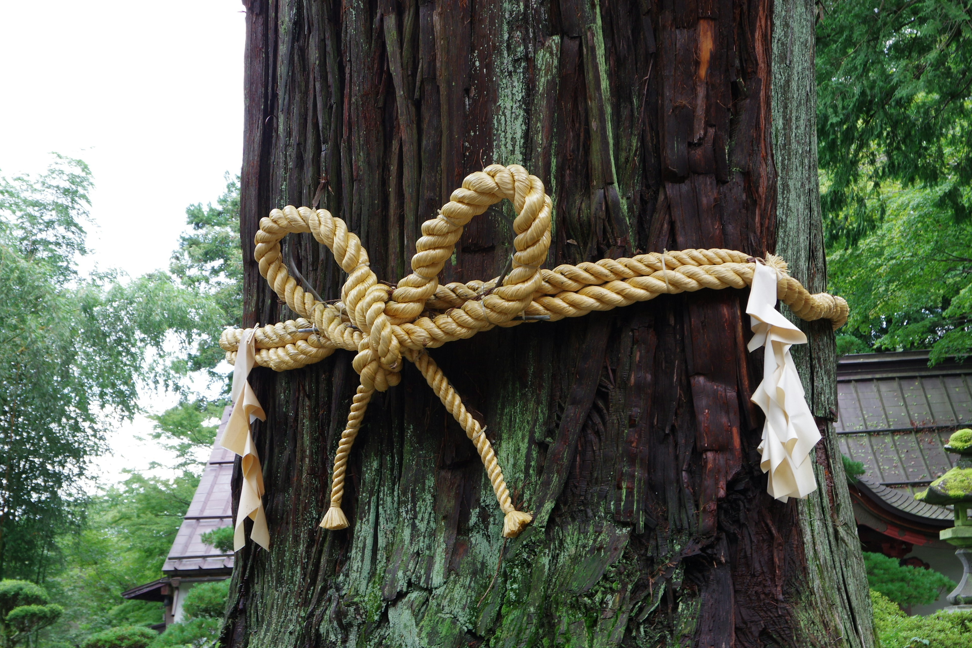 A decorative bow made of rope tied around a tree trunk showcasing nature and tradition