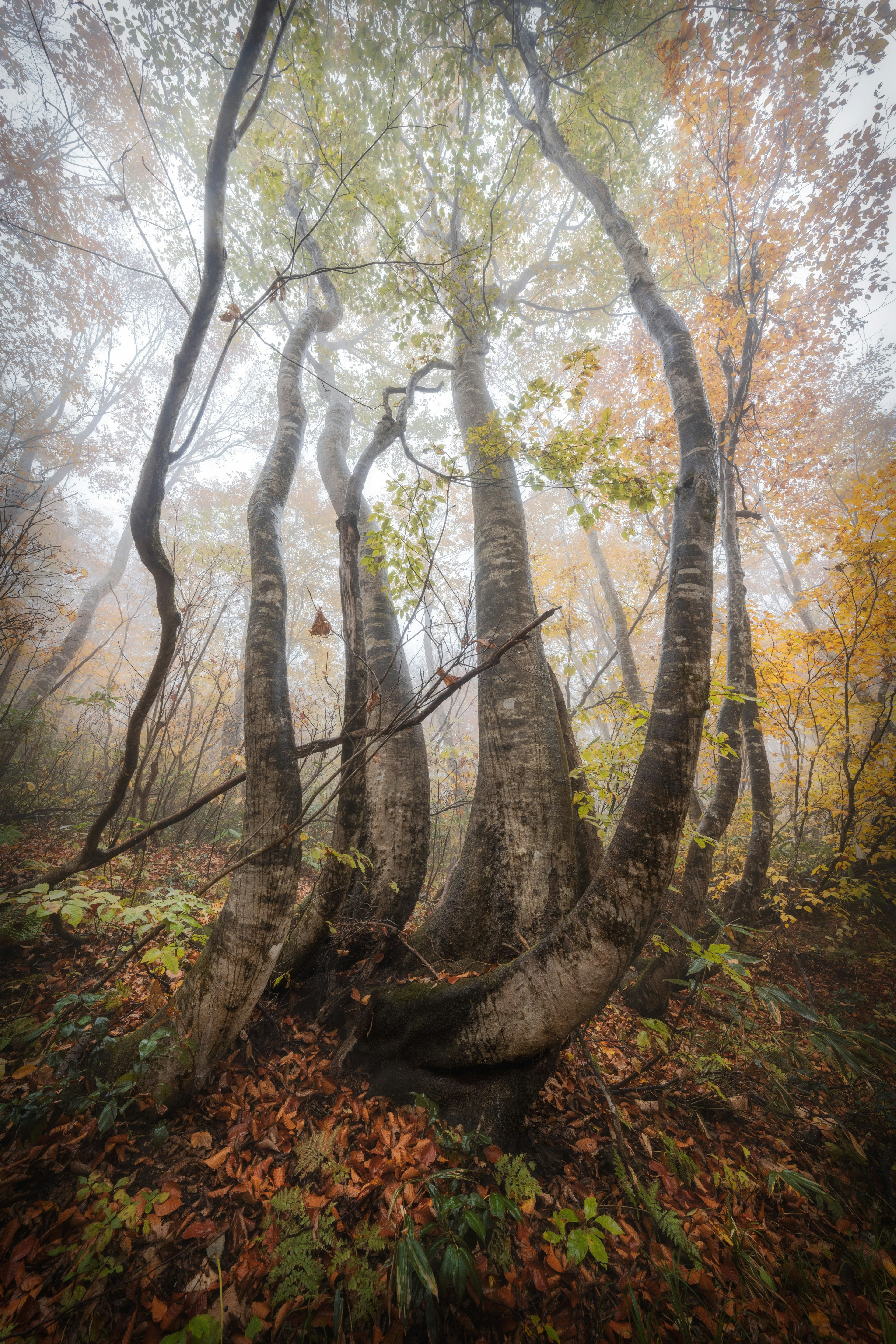 Gruppe von verdrehten Bäumen in einem nebligen Wald mit herbstlichem Laub