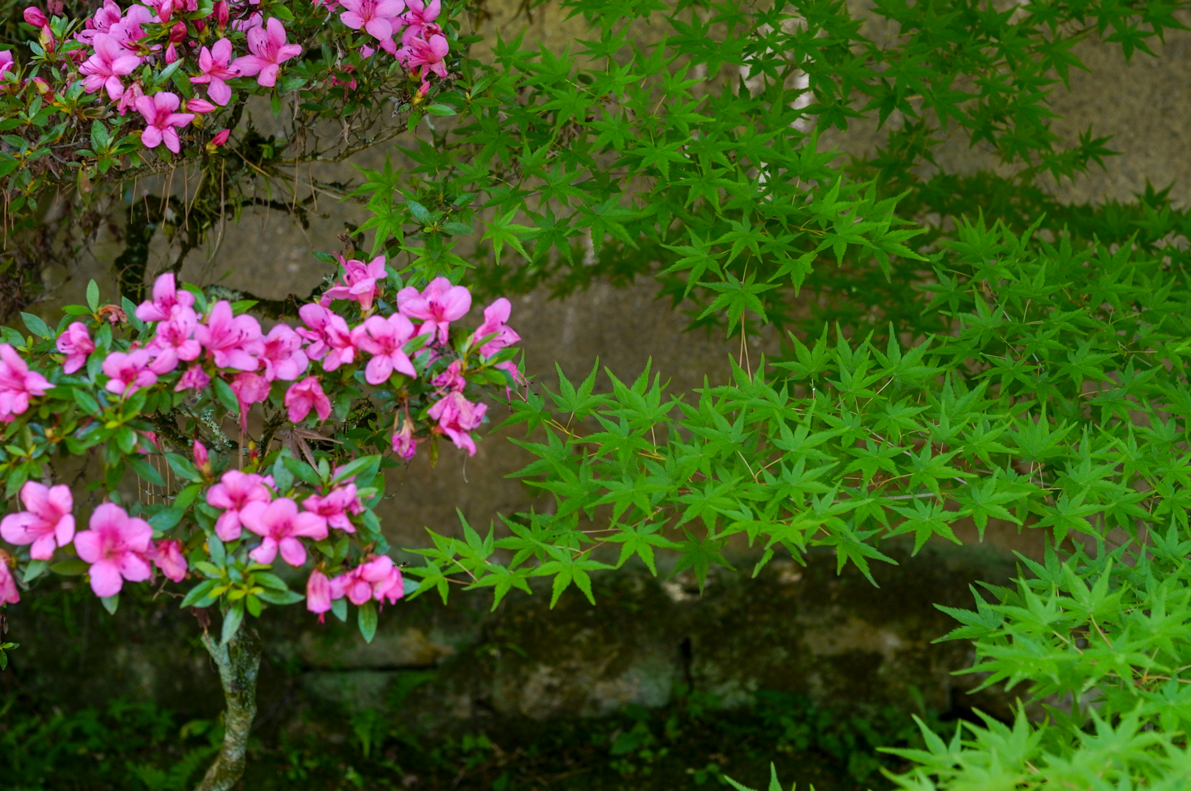 宁静的花园场景，鲜艳的粉色花朵和郁郁葱葱的绿色叶子