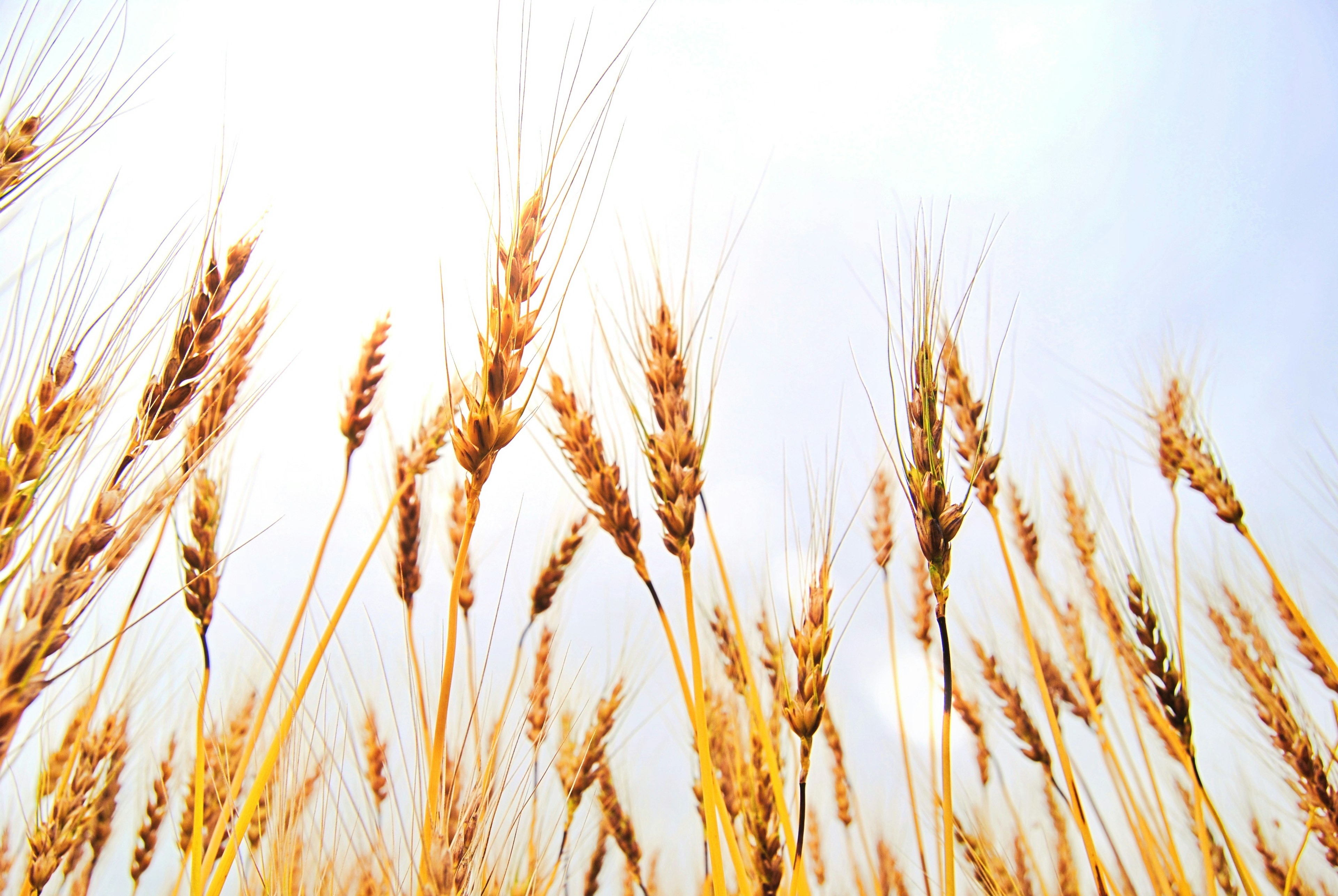 Wheat stalks swaying under a bright sky