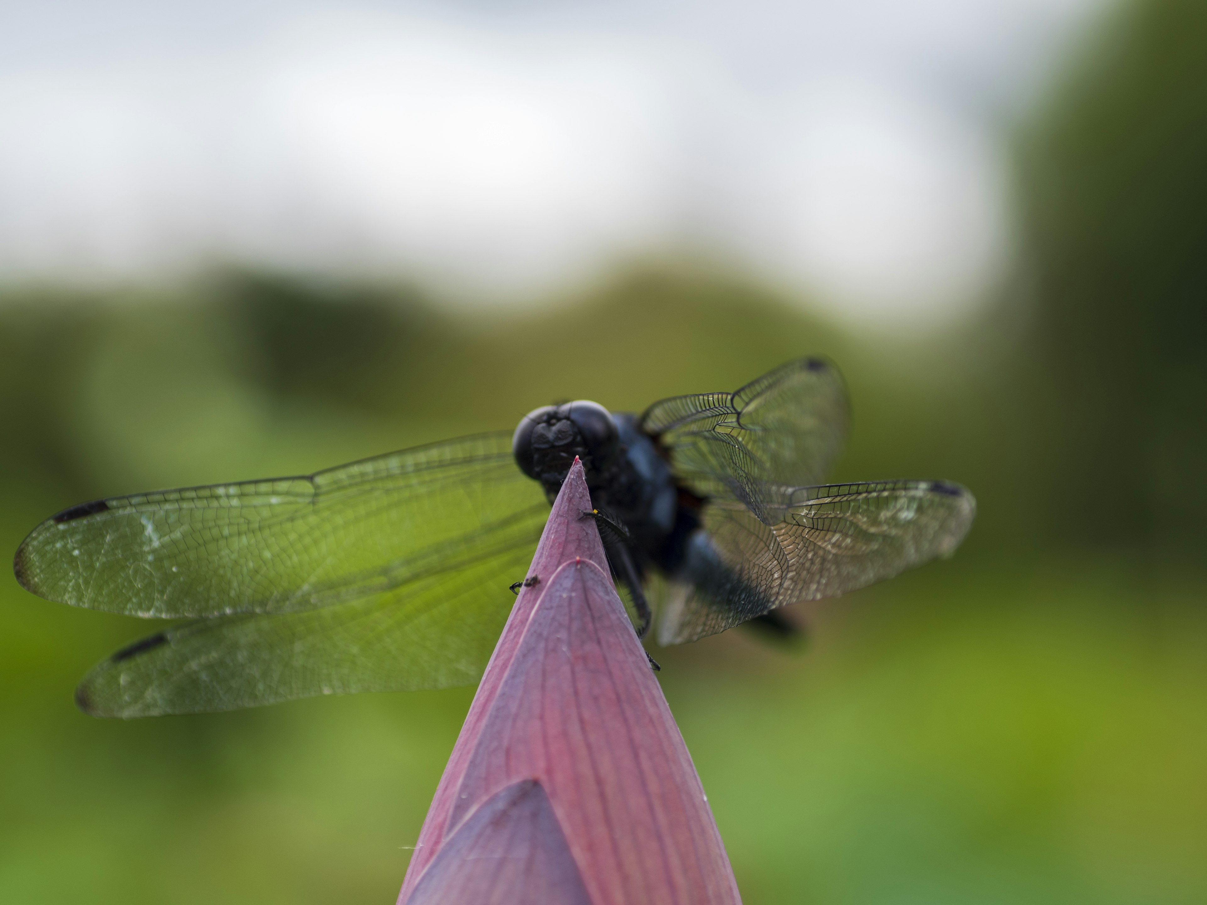 Nahaufnahme einer schwarzen Libelle, die auf einer Spitze sitzt