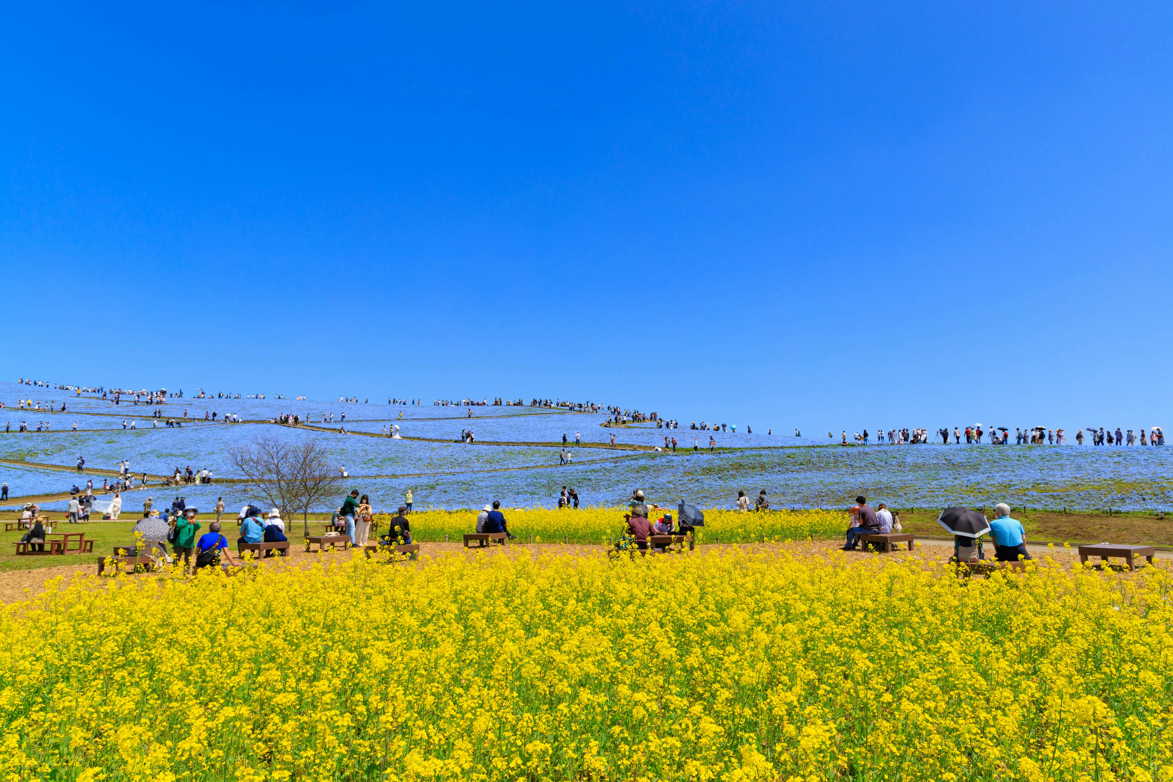 Personas sentadas en un campo de colza bajo un cielo azul con arrozales en terrazas al fondo