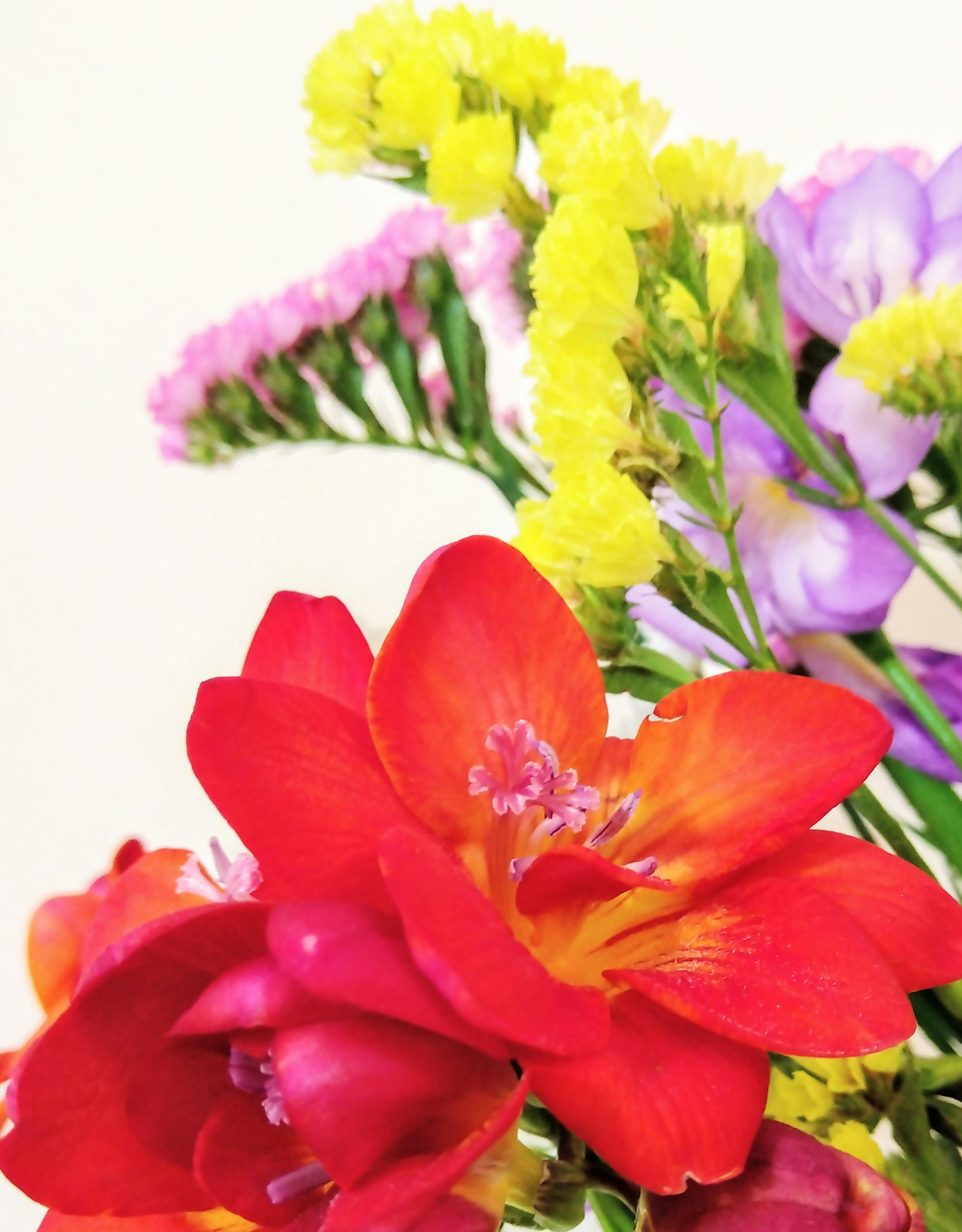 Ein lebendiger Strauß aus roten und orangefarbenen Freesien im Vordergrund mit gelben und lila Blumen im Hintergrund