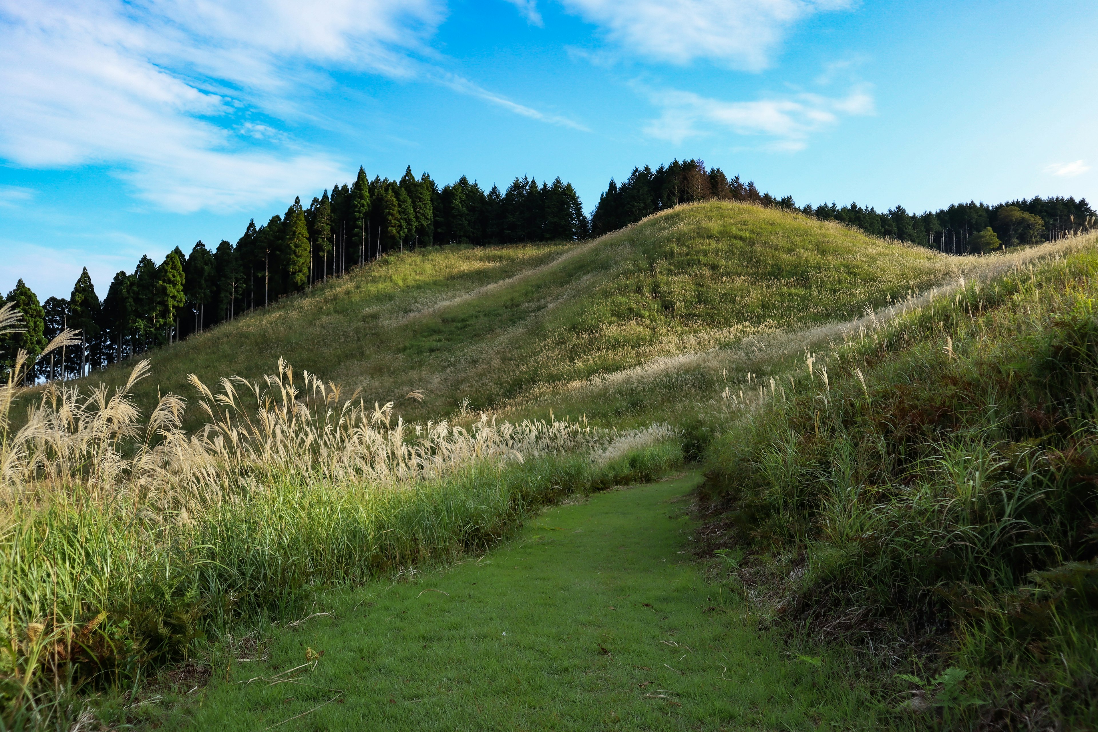 Chemin à travers un paysage herbeux sous un ciel bleu