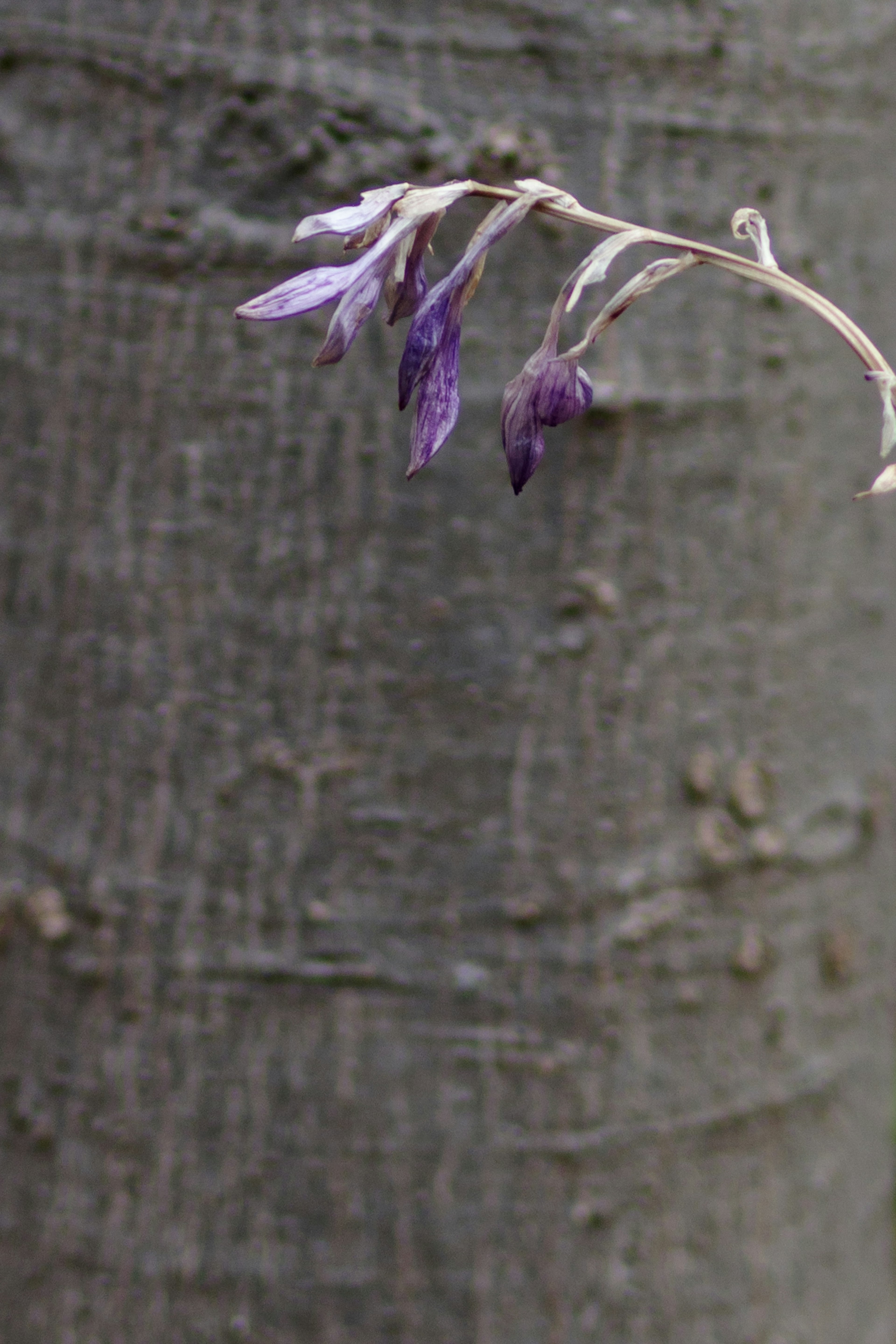 Fleurs violettes suspendues délicatement à un tronc d'arbre