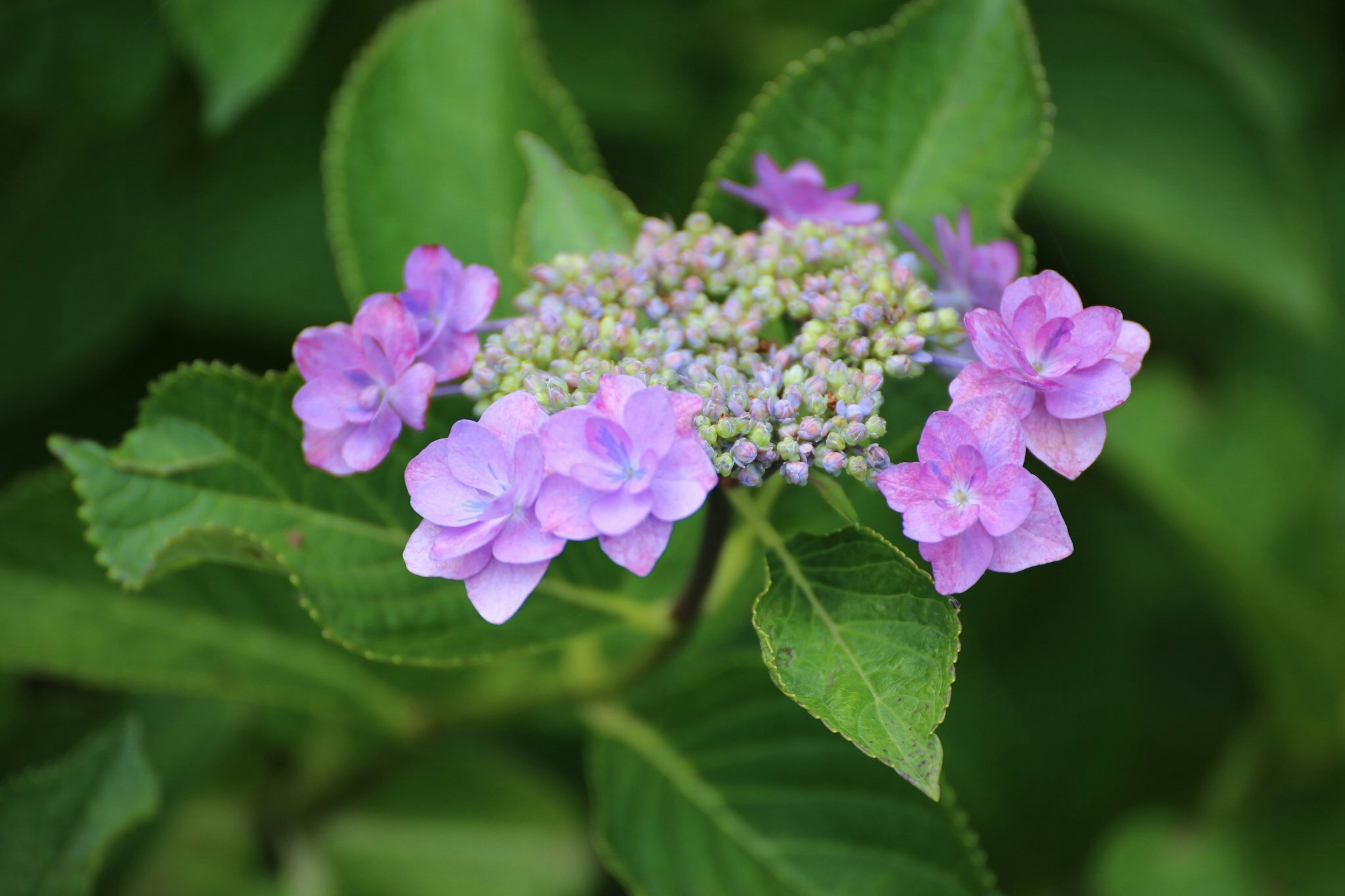 Ein Zweig mit lebhaften lila Blumen einer Hortensie