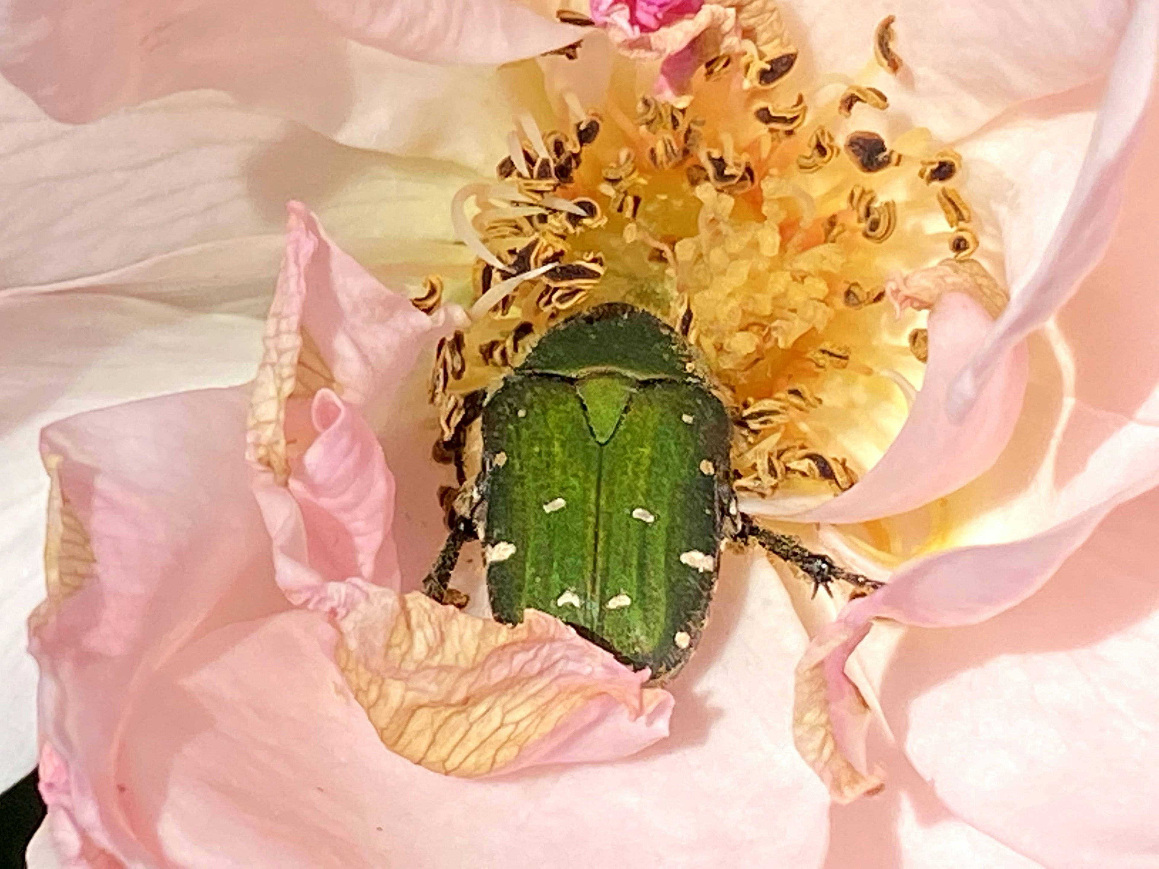 Escarabajo verde descansando dentro de una flor rosa