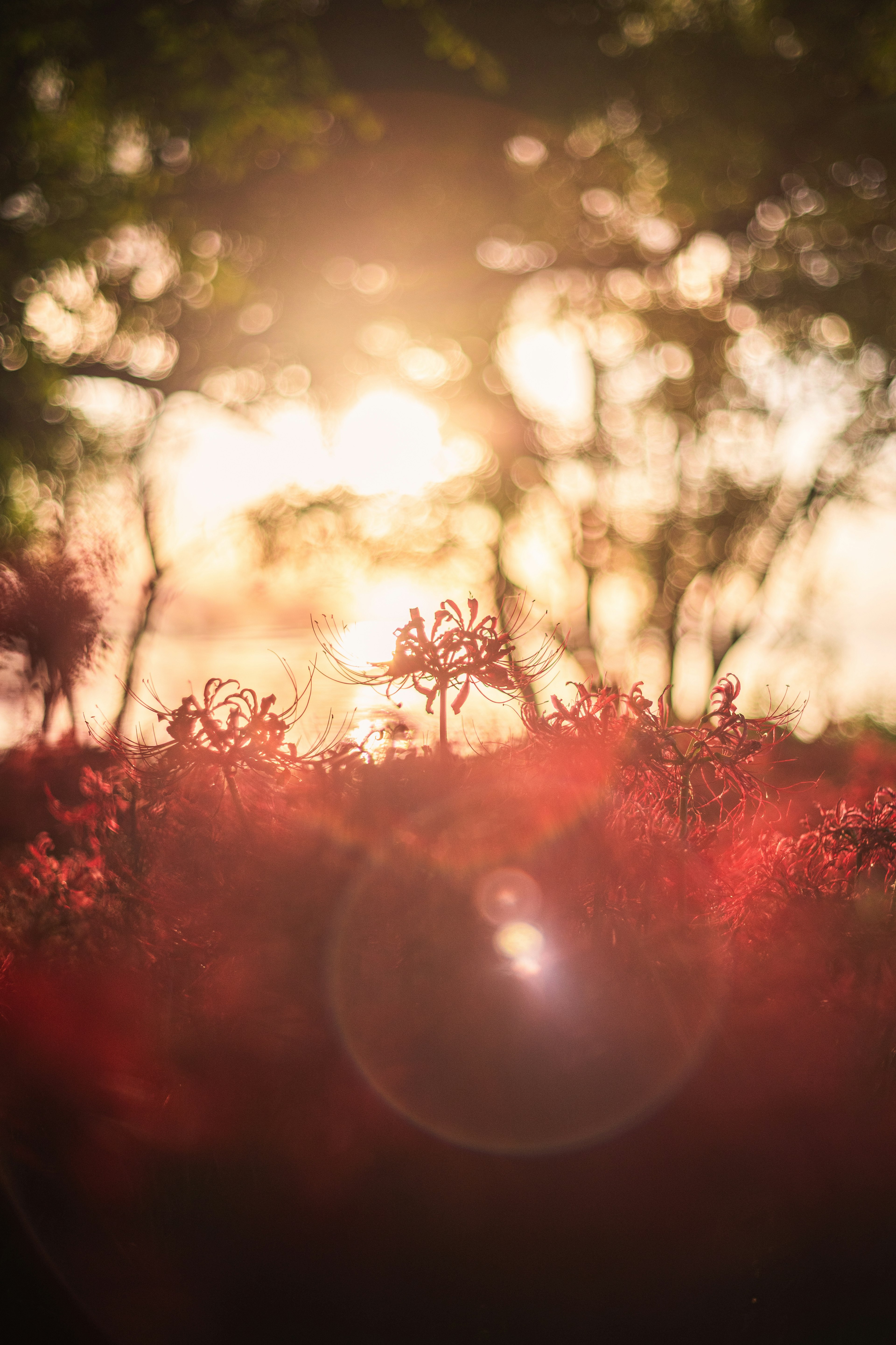 Red flowers blooming in sunlight with a soft bokeh effect