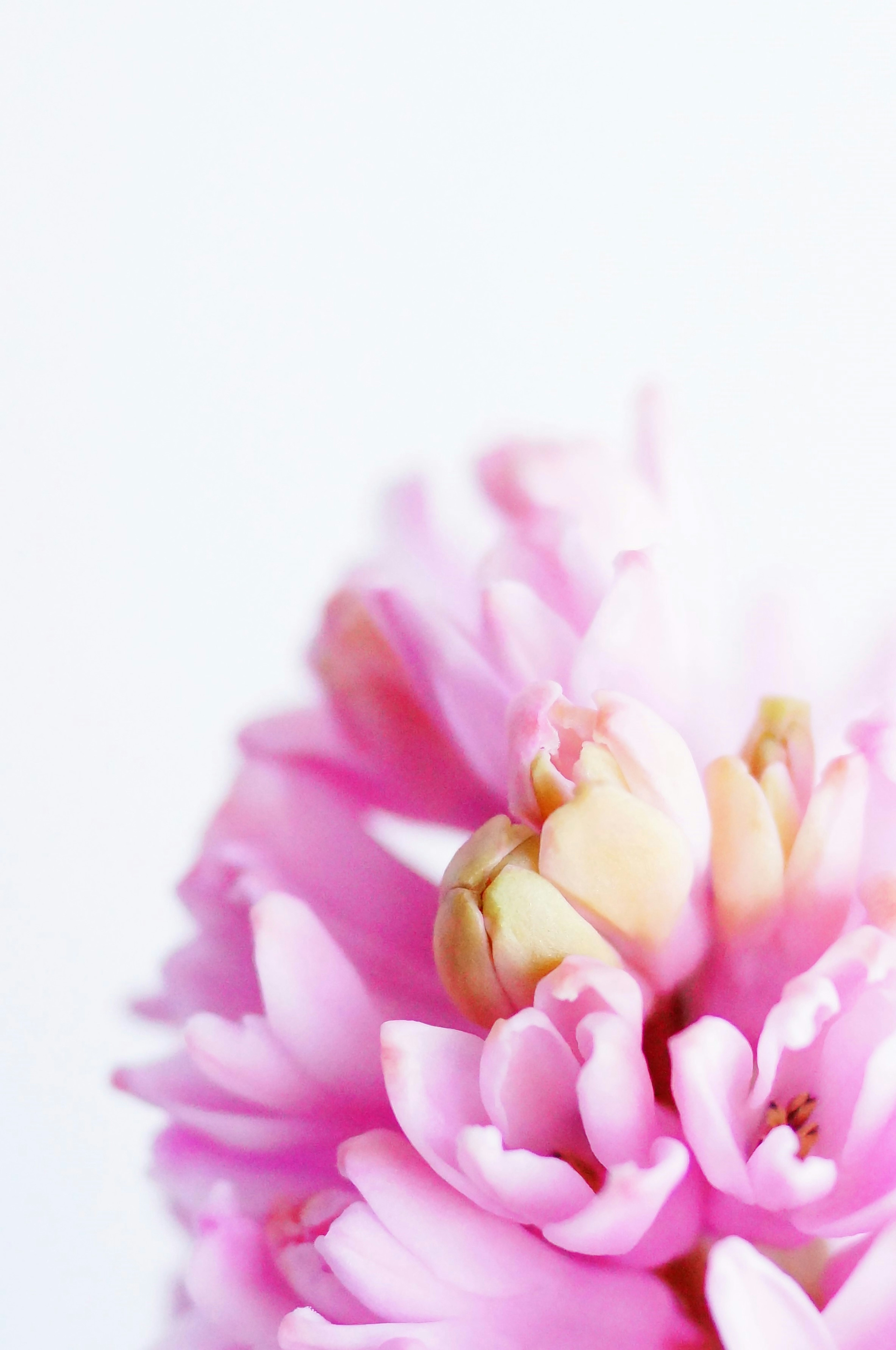 Gros plan d'une belle fleur avec des pétales roses pâles superposés