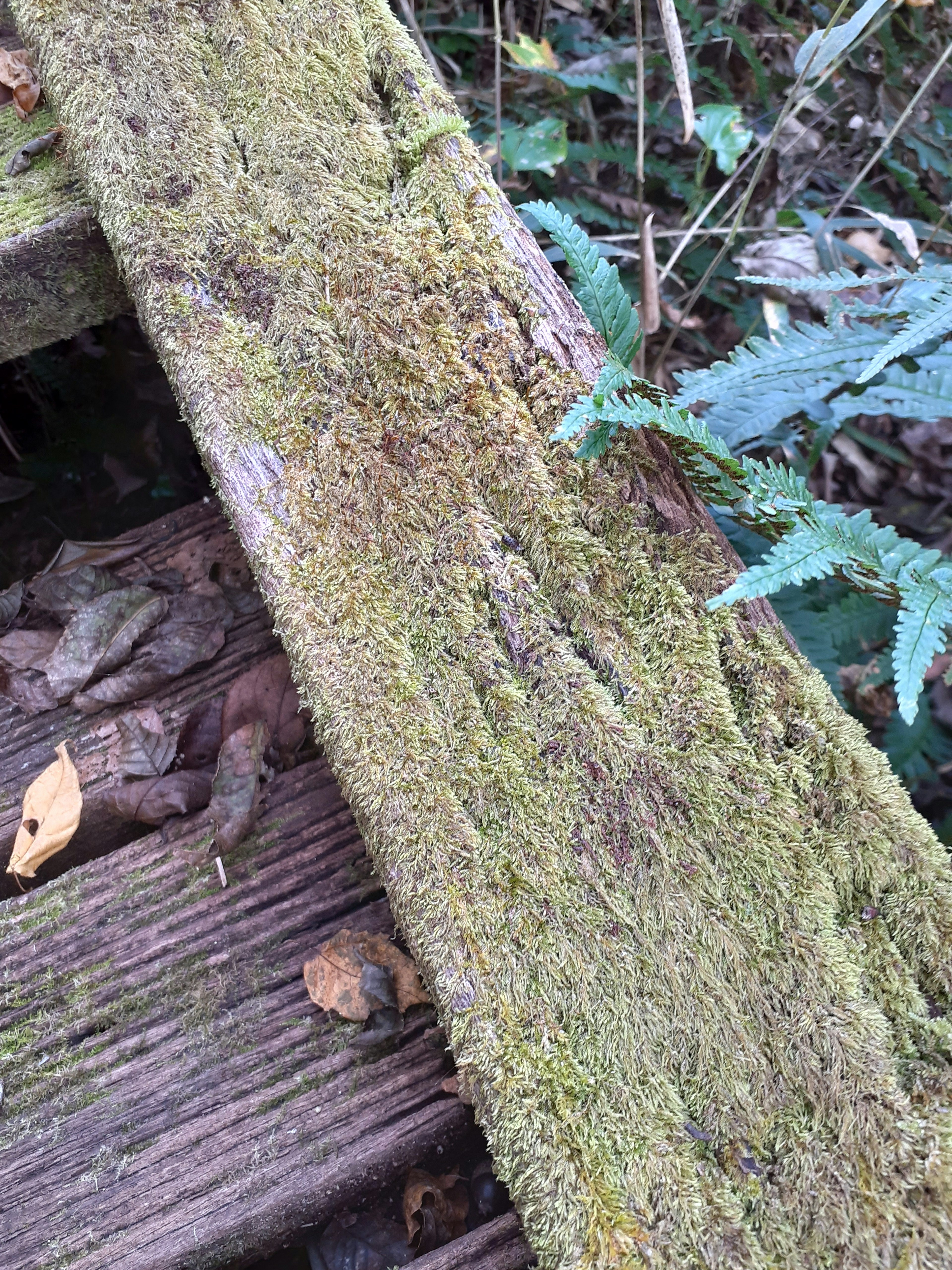 Travesaño de madera cubierto de musgo rodeado de vegetación