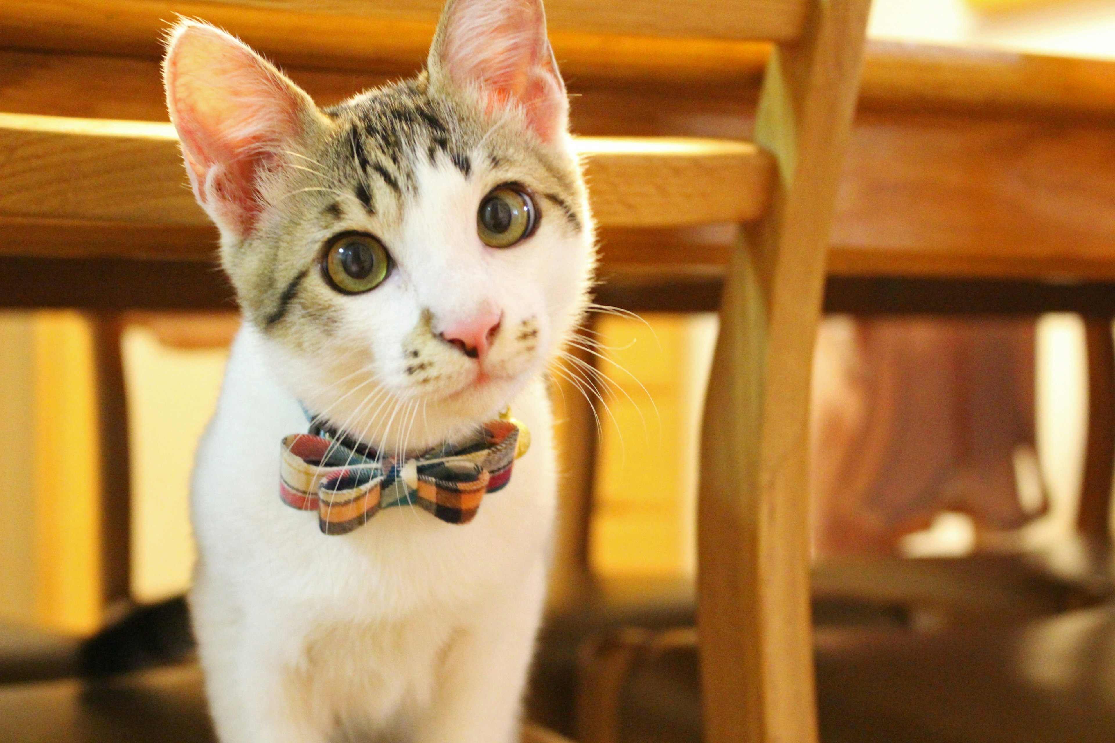 A white and gray kitten wearing a bow tie sitting under a chair