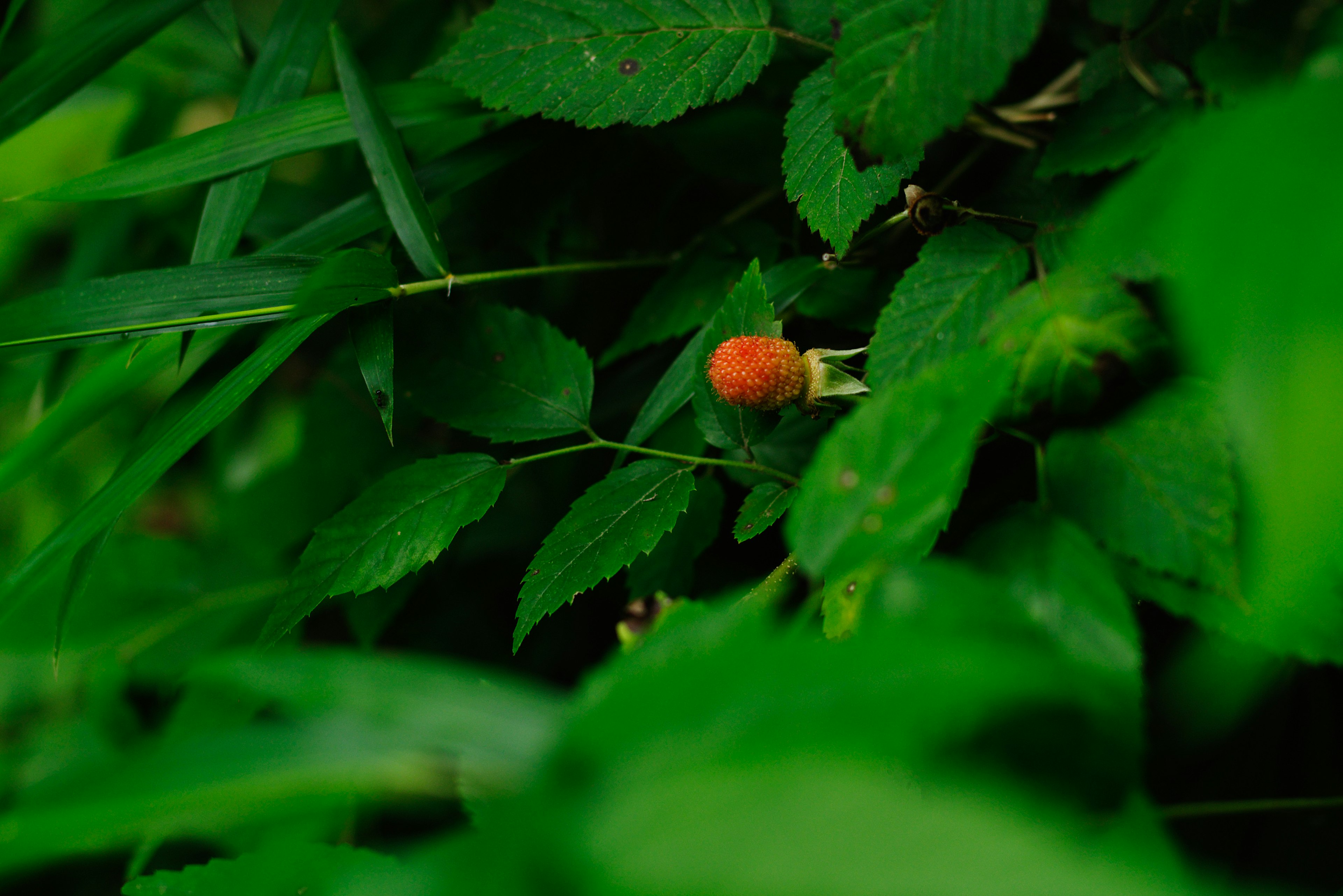 Petit fruit orange caché parmi les feuilles vertes