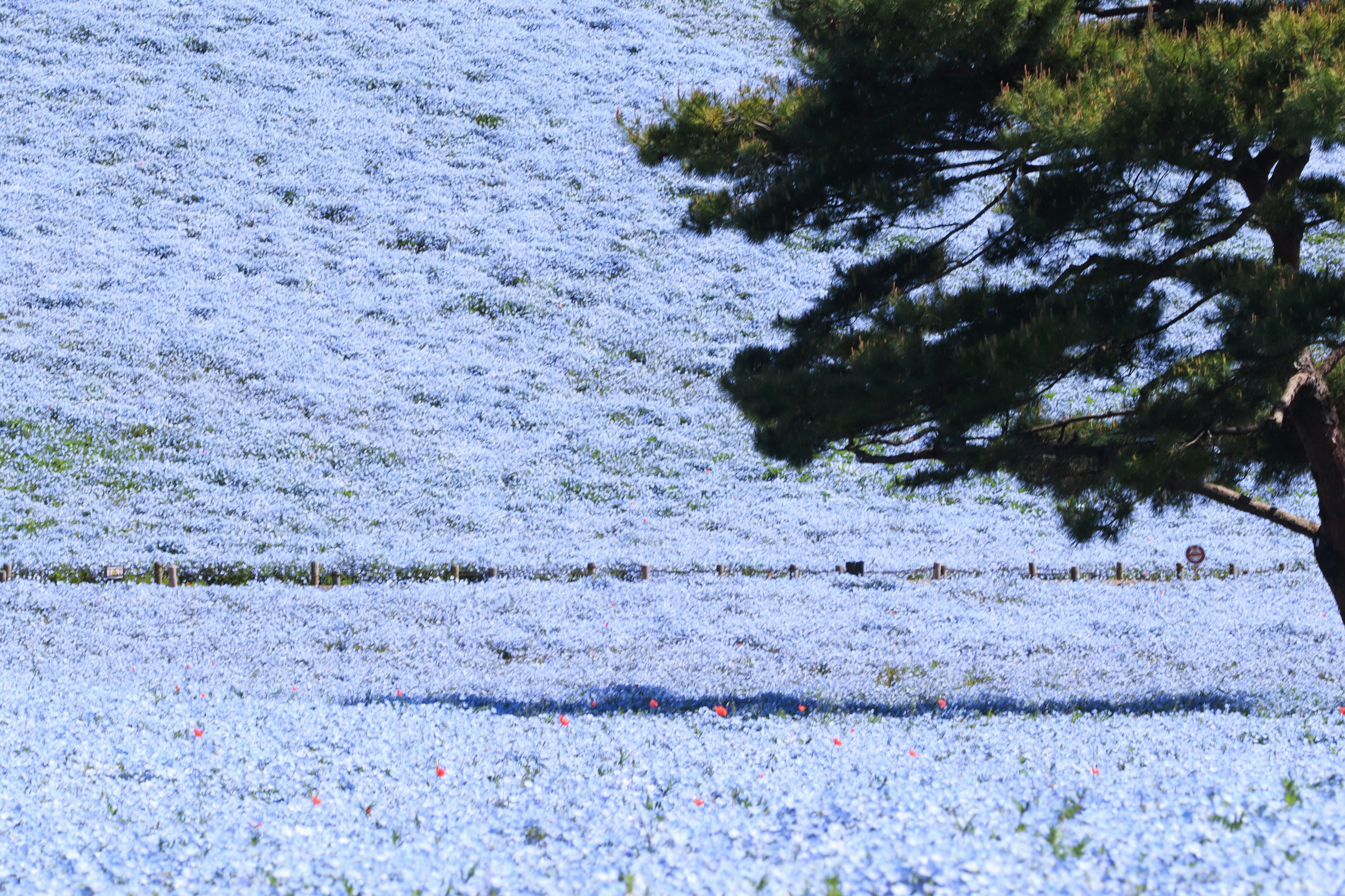 Eine Landschaft mit einem blauen Blumenfeld und Baum Schatten