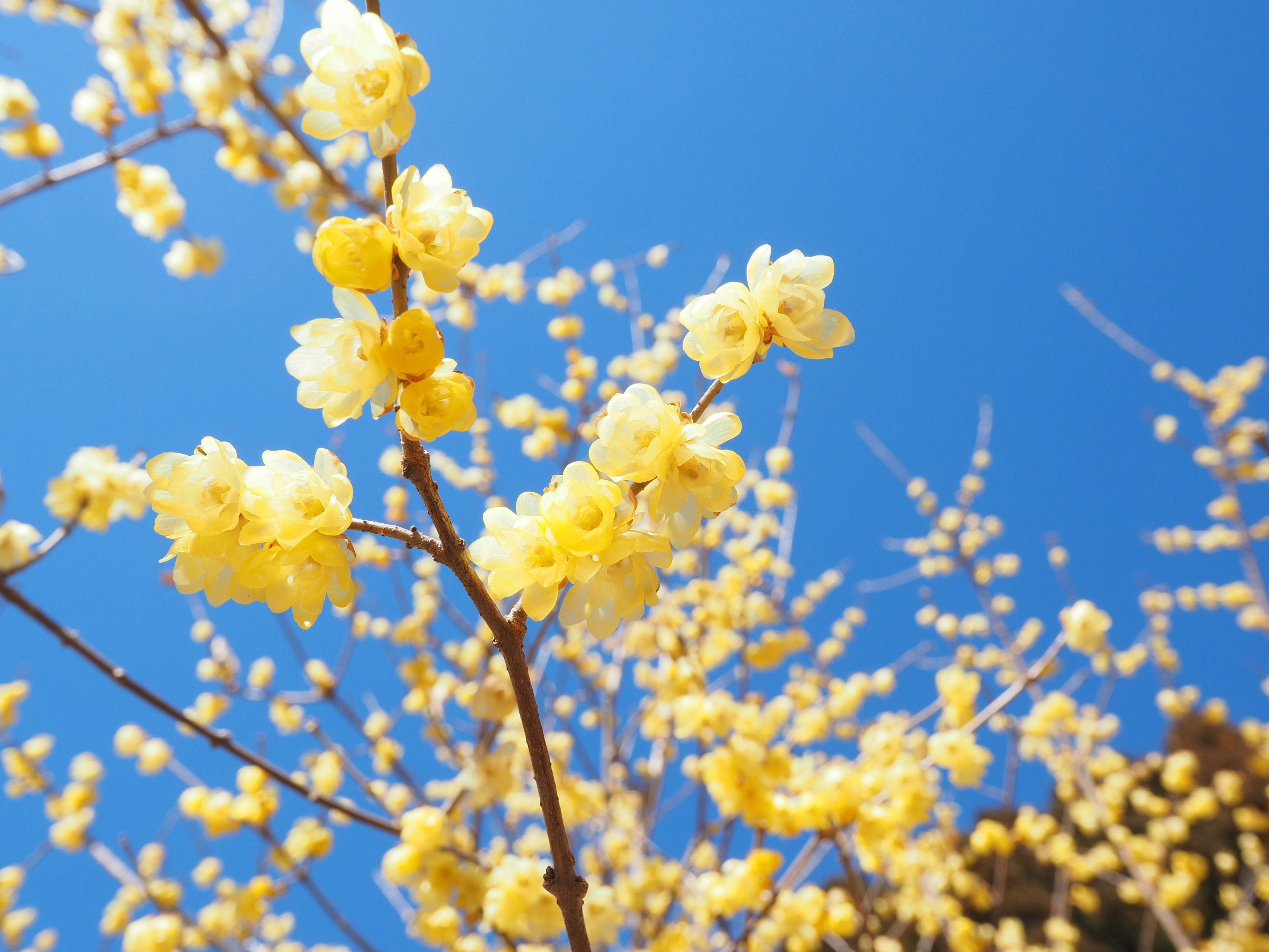 Branches with yellow flowers against a blue sky