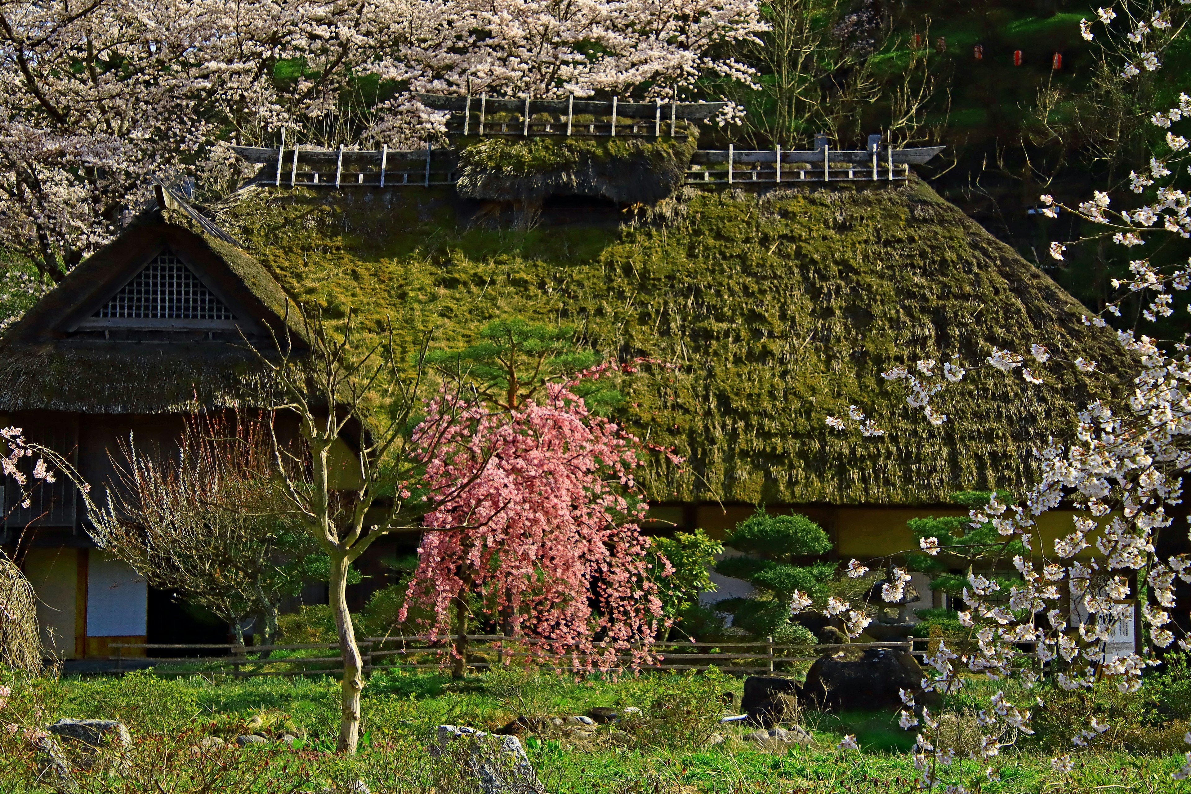 Traditionelles japanisches Haus mit moosbedecktem Dach umgeben von Kirschblütenbäumen