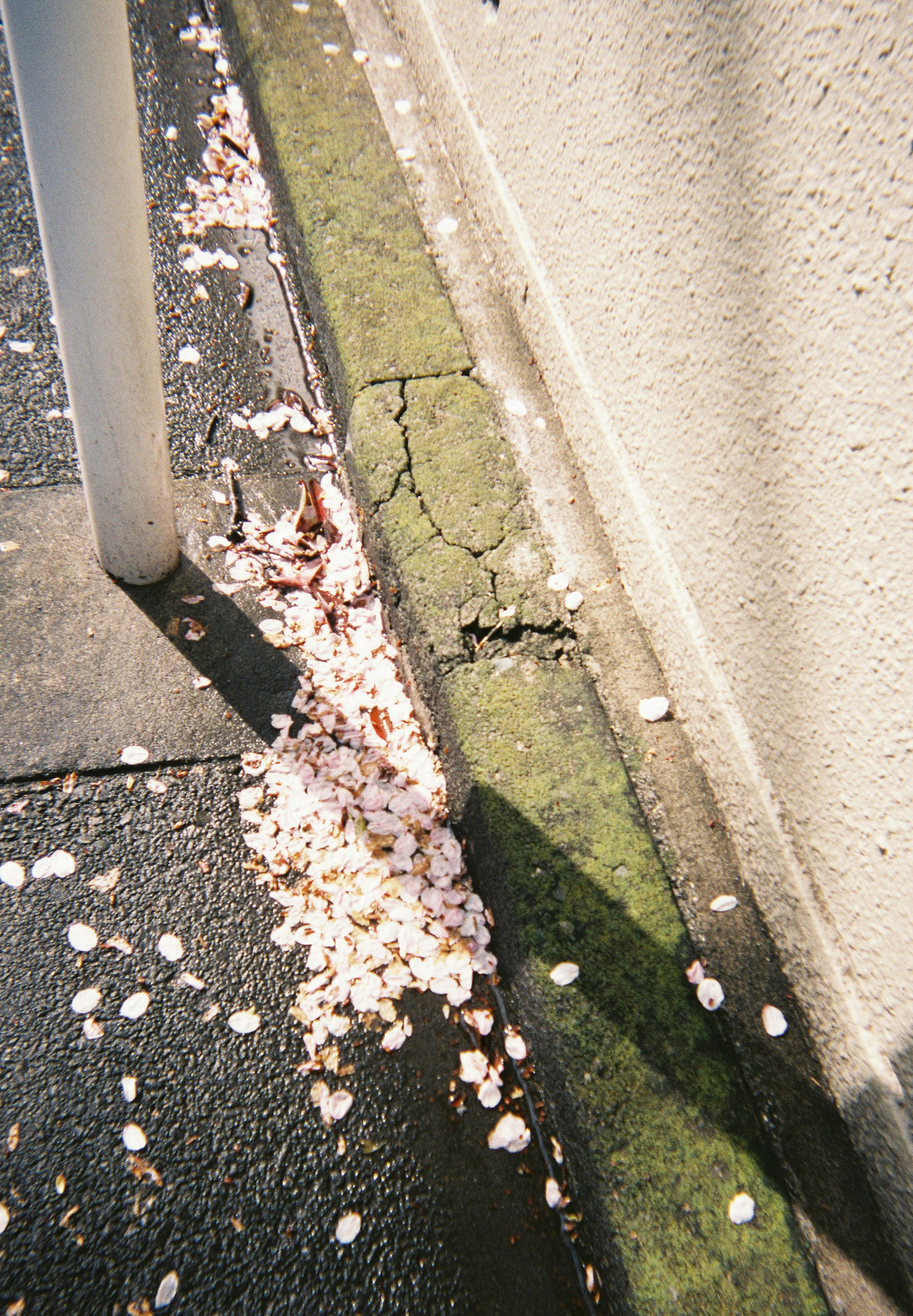 桜の花びらが地面に散らばっている風景