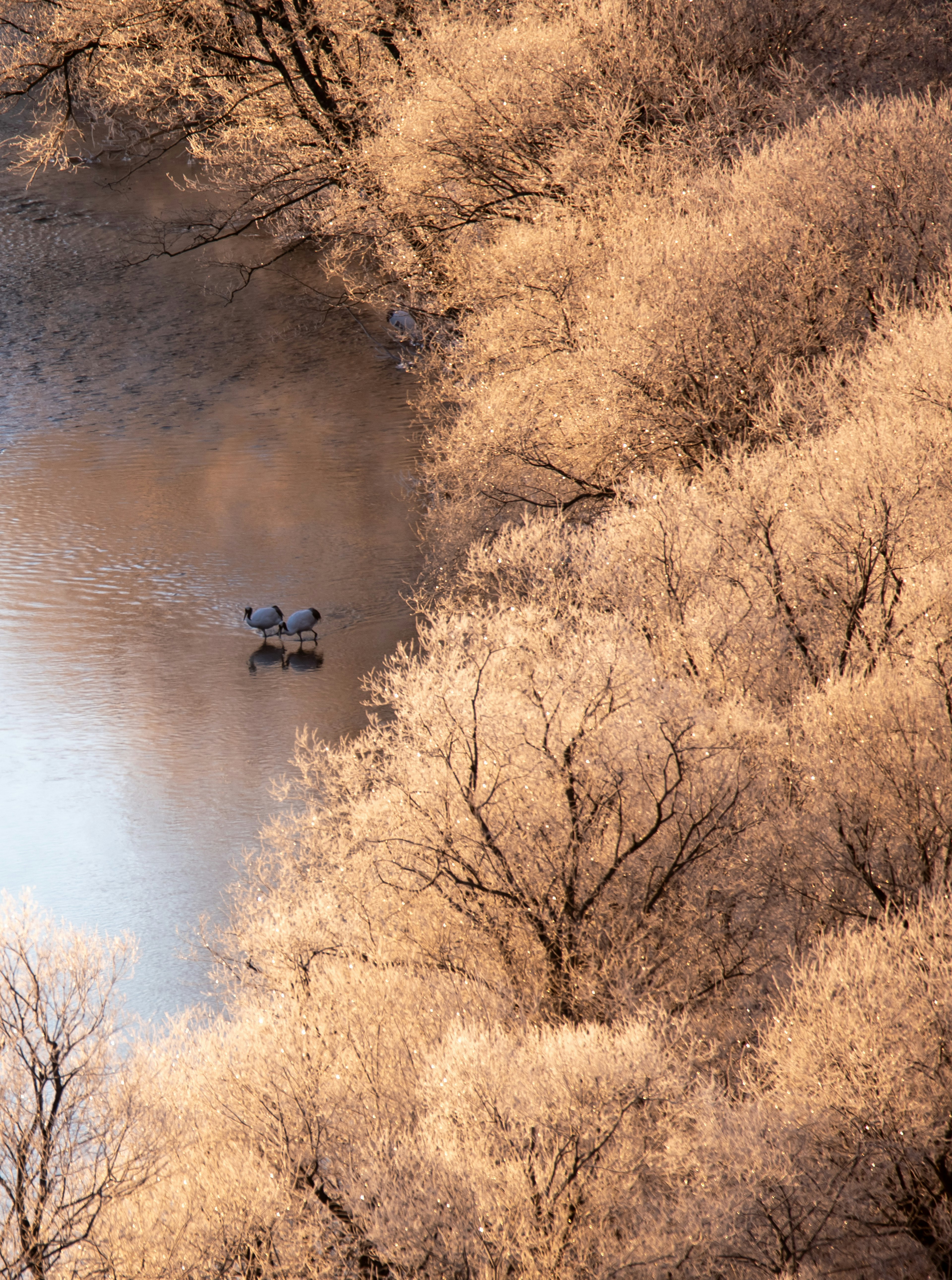 Un petit bateau flotte sur une rivière tranquille entourée d'arbres pâles se reflétant sur l'eau