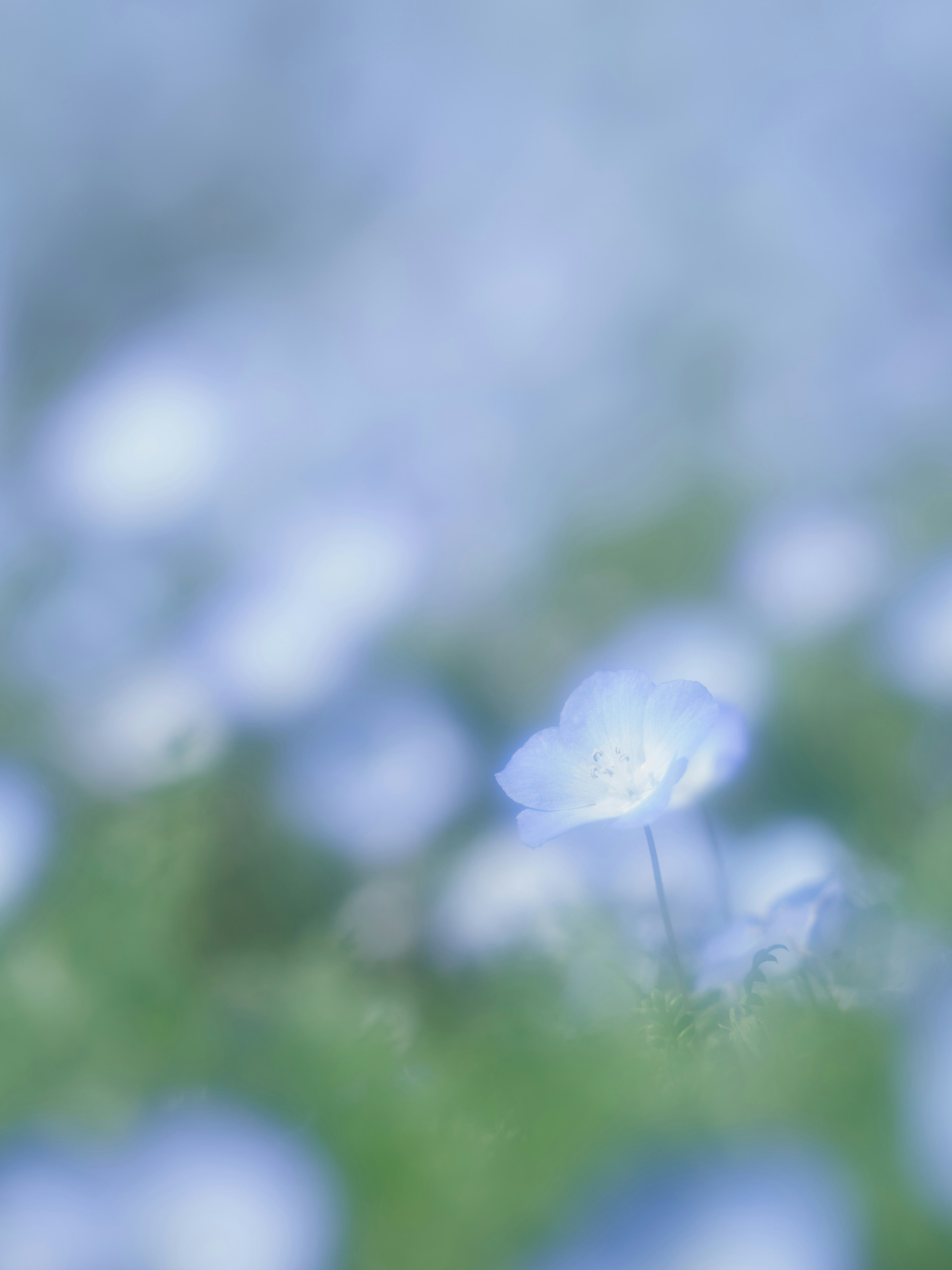 青い花のぼかし写真 緑の背景に散在する花々