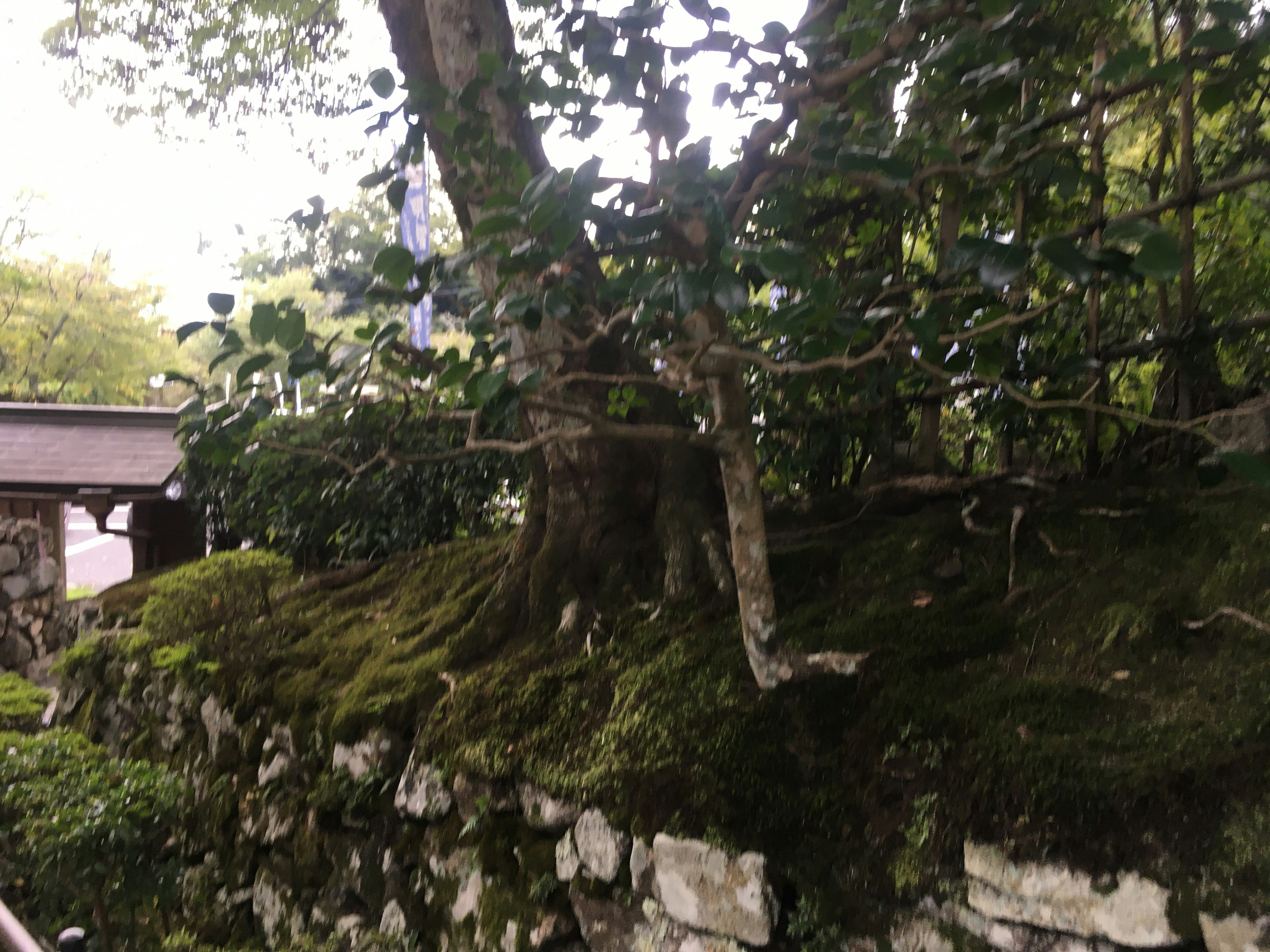 Musgo verde exuberante cubriendo una pared de piedra con árboles al fondo