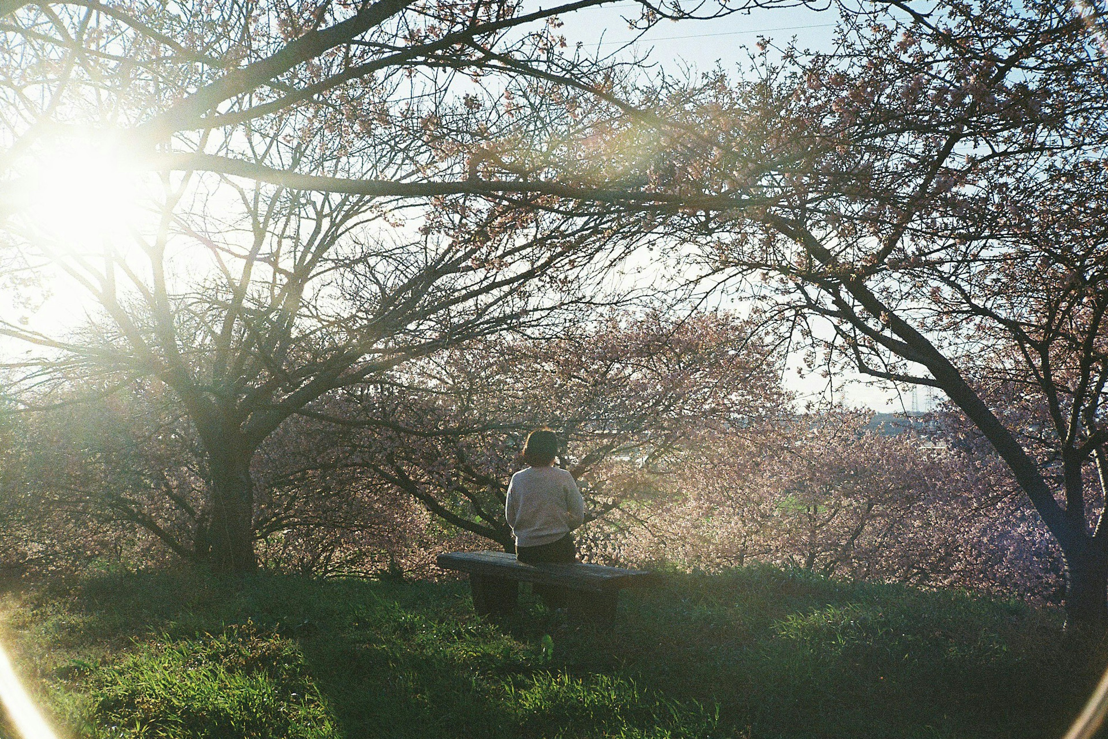 Silhouette of a person sitting under cherry blossom trees with bright sunlight