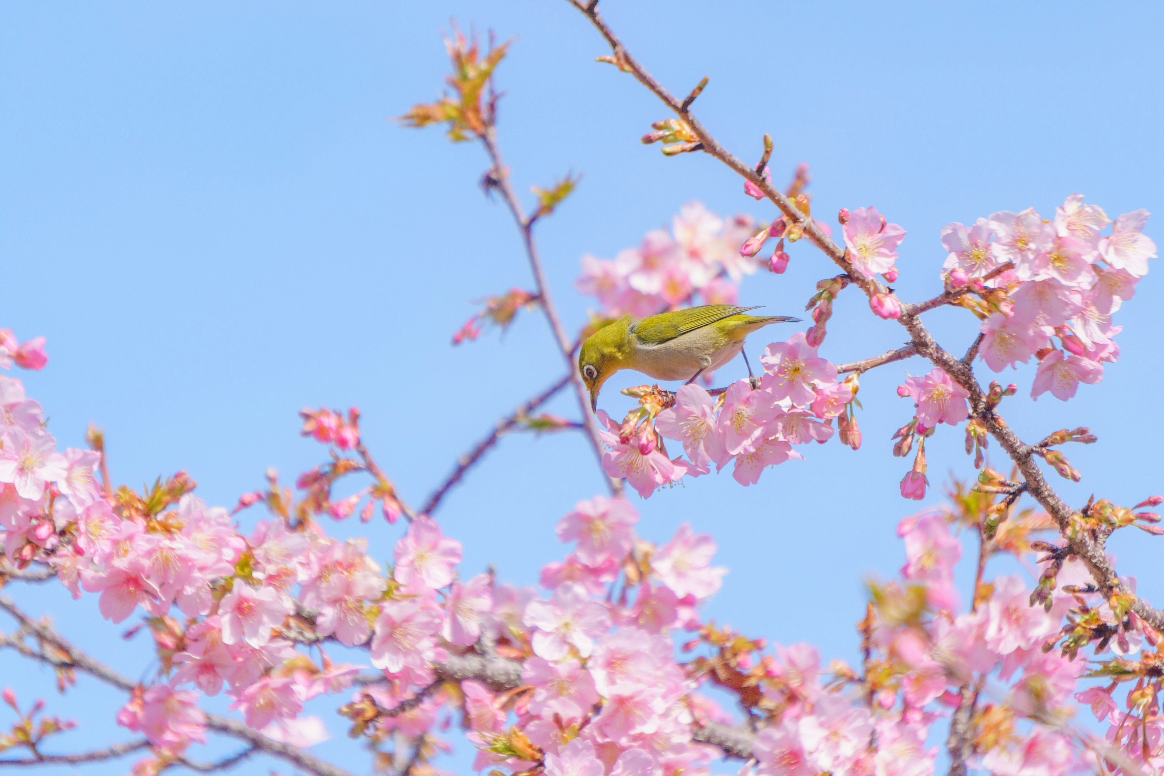 桜の花にとまる小鳥の鮮やかな風景