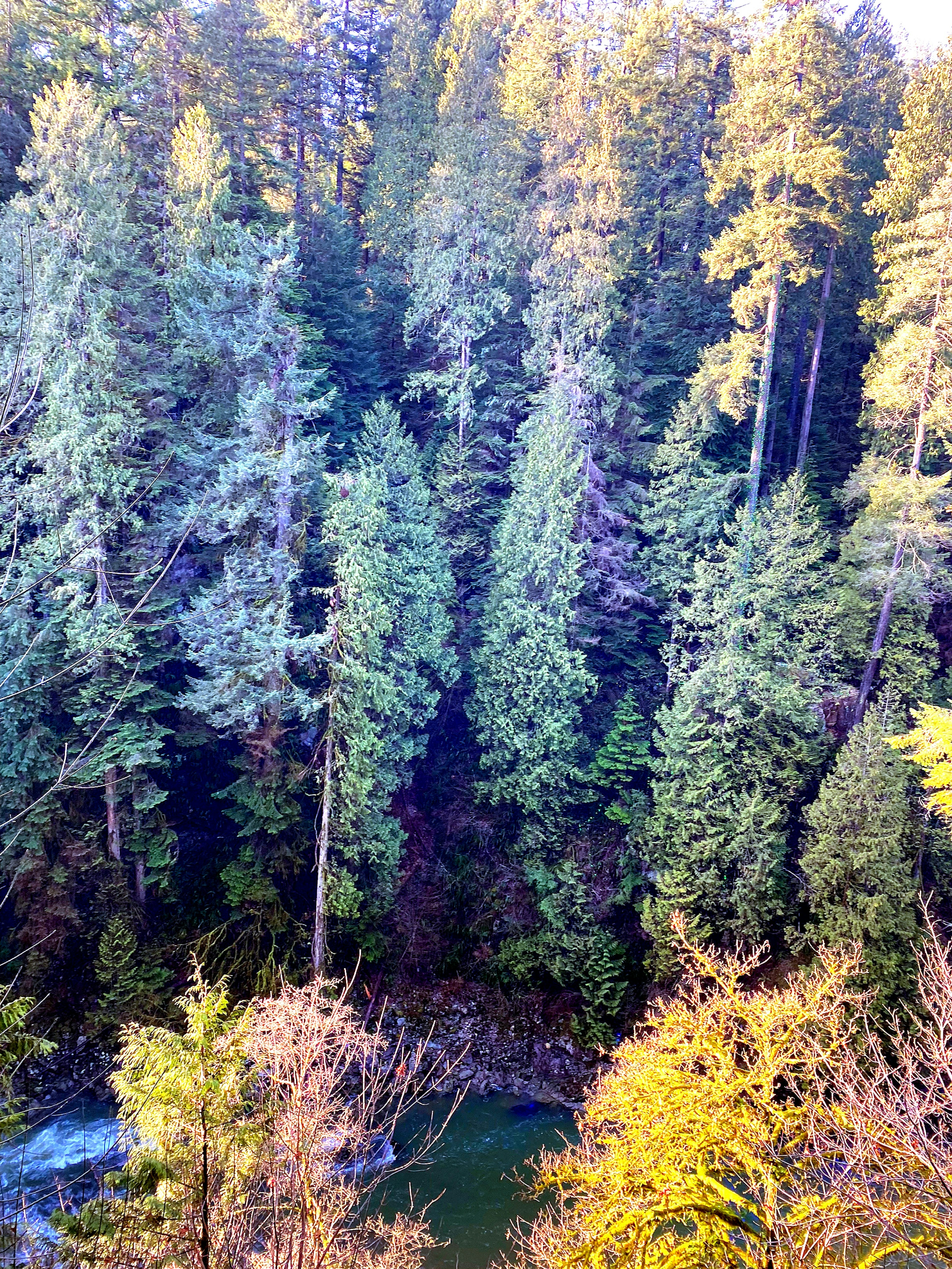 Lush green trees surrounding a calm river in a forest