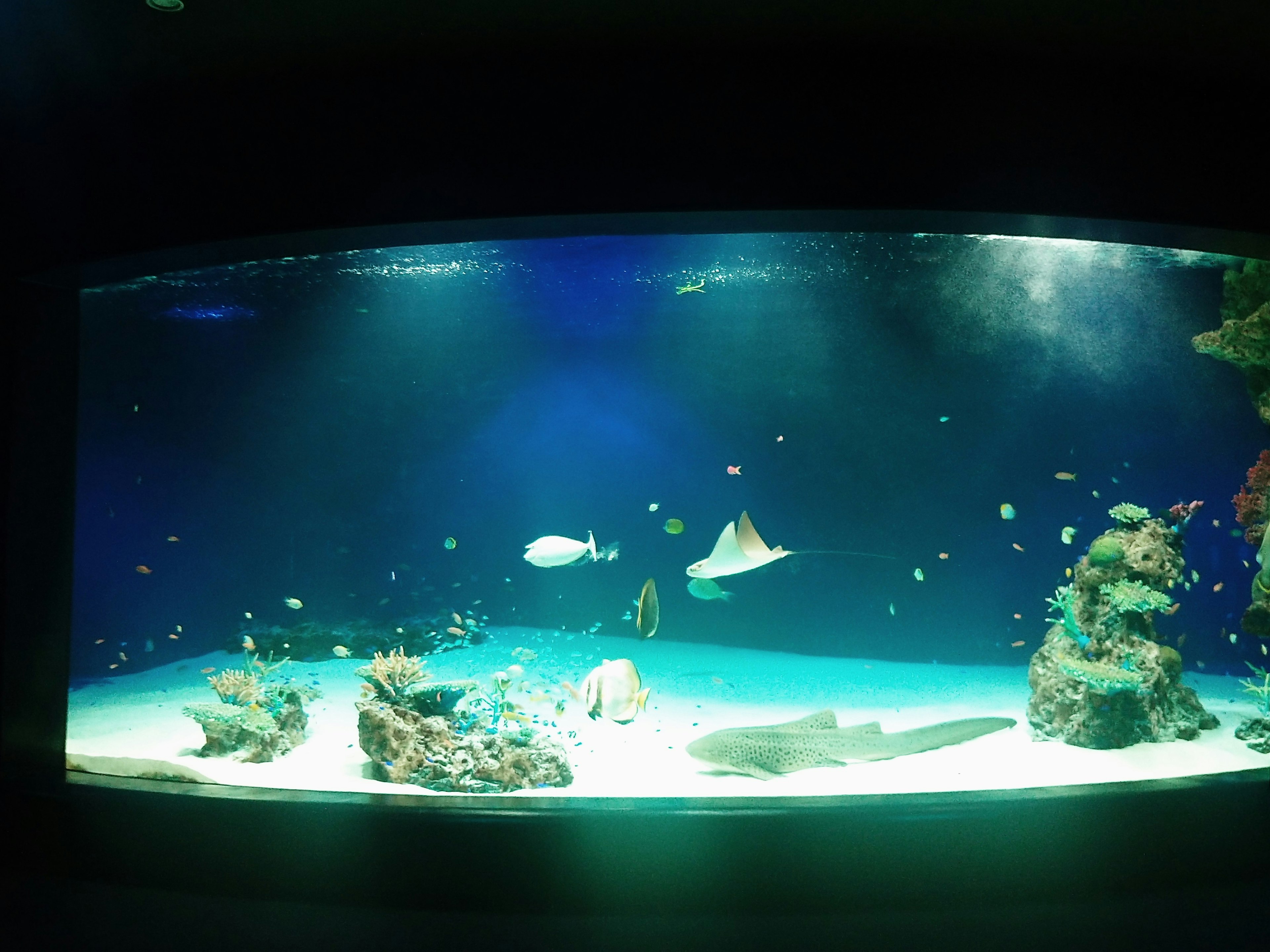 一個充滿活力的水族館場景，特色是色彩斑斕的魚和珊瑚礁