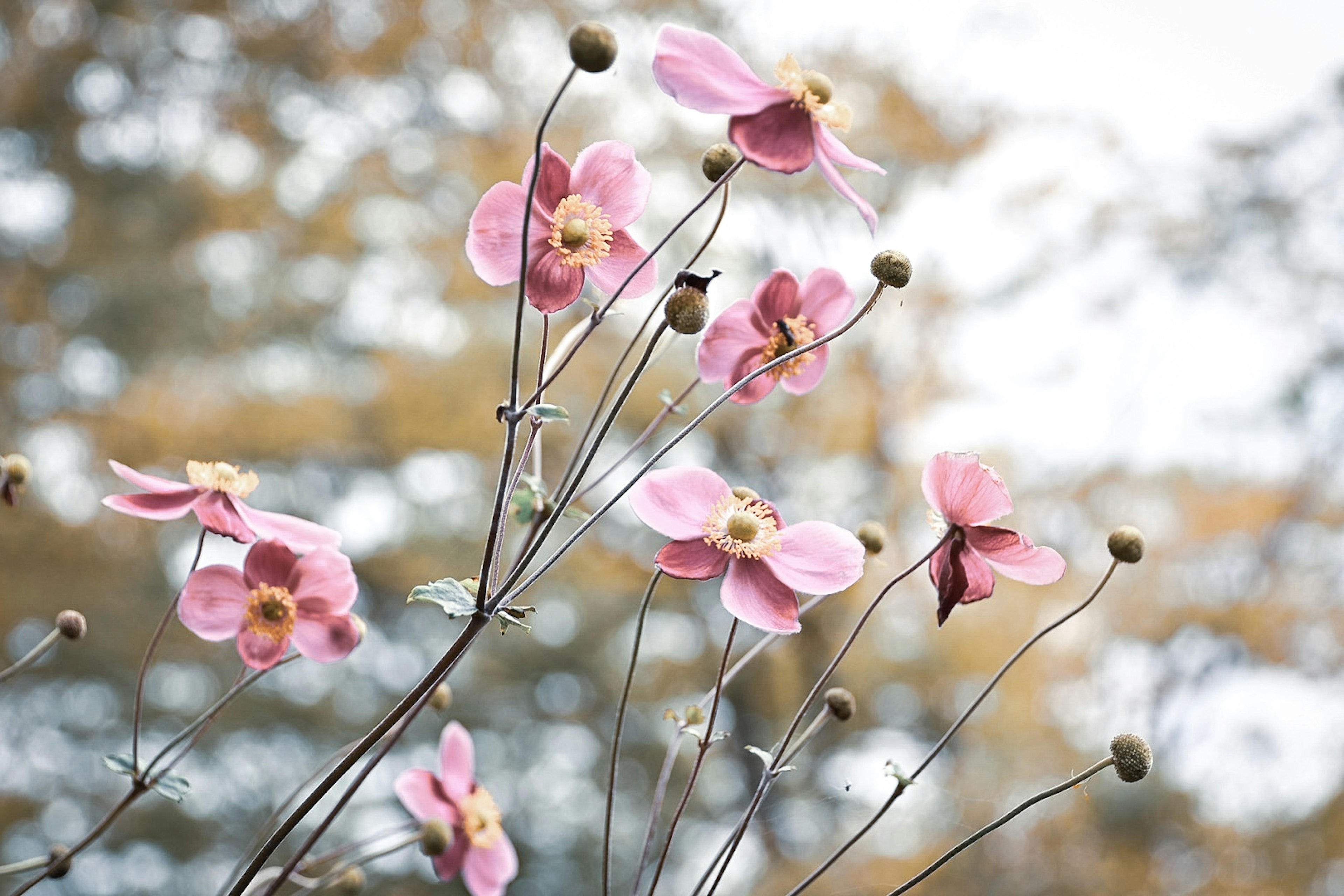 ピンクの花が咲く植物のクローズアップ写真