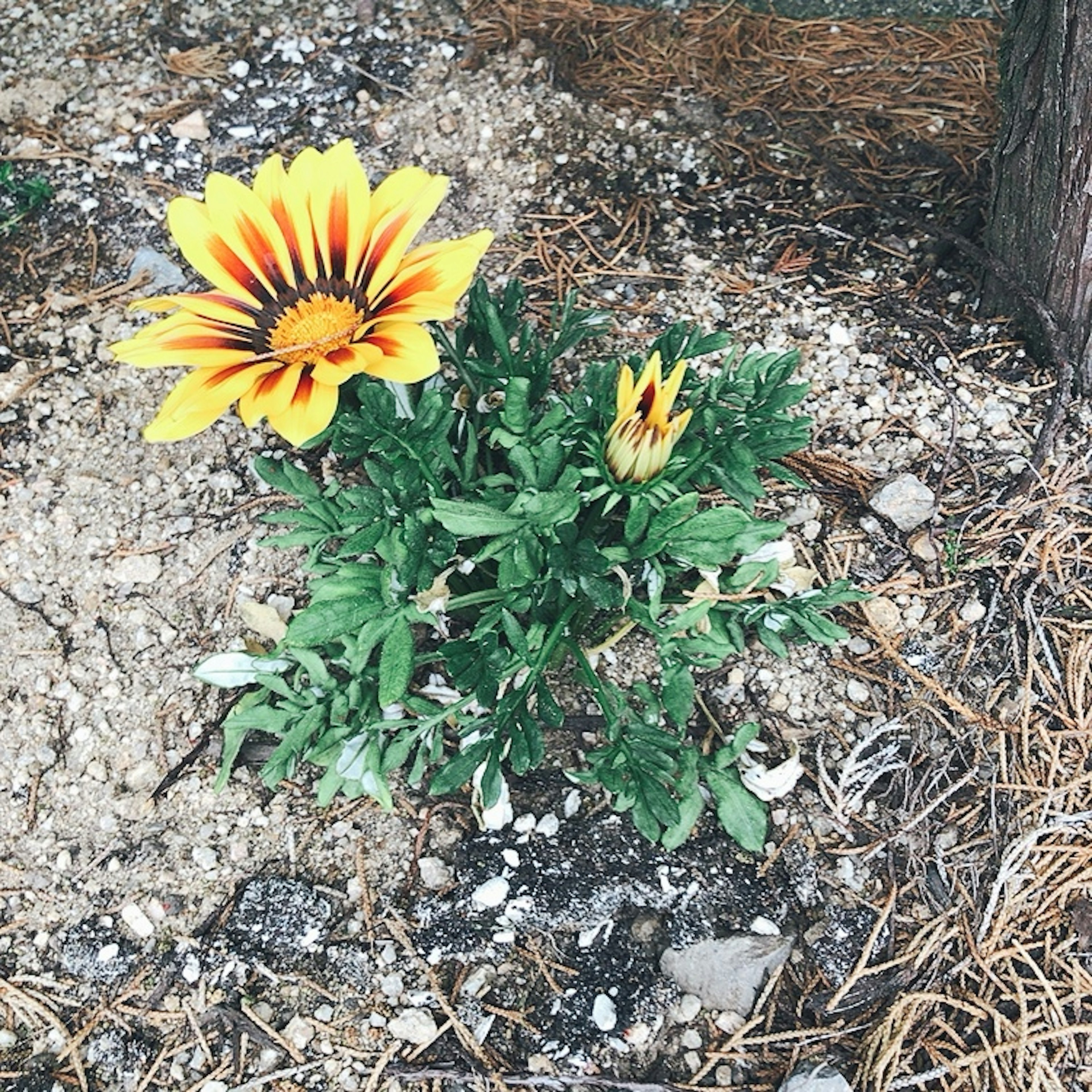 Una foto di una pianta di Gazania con fiori gialli e arancioni vivaci