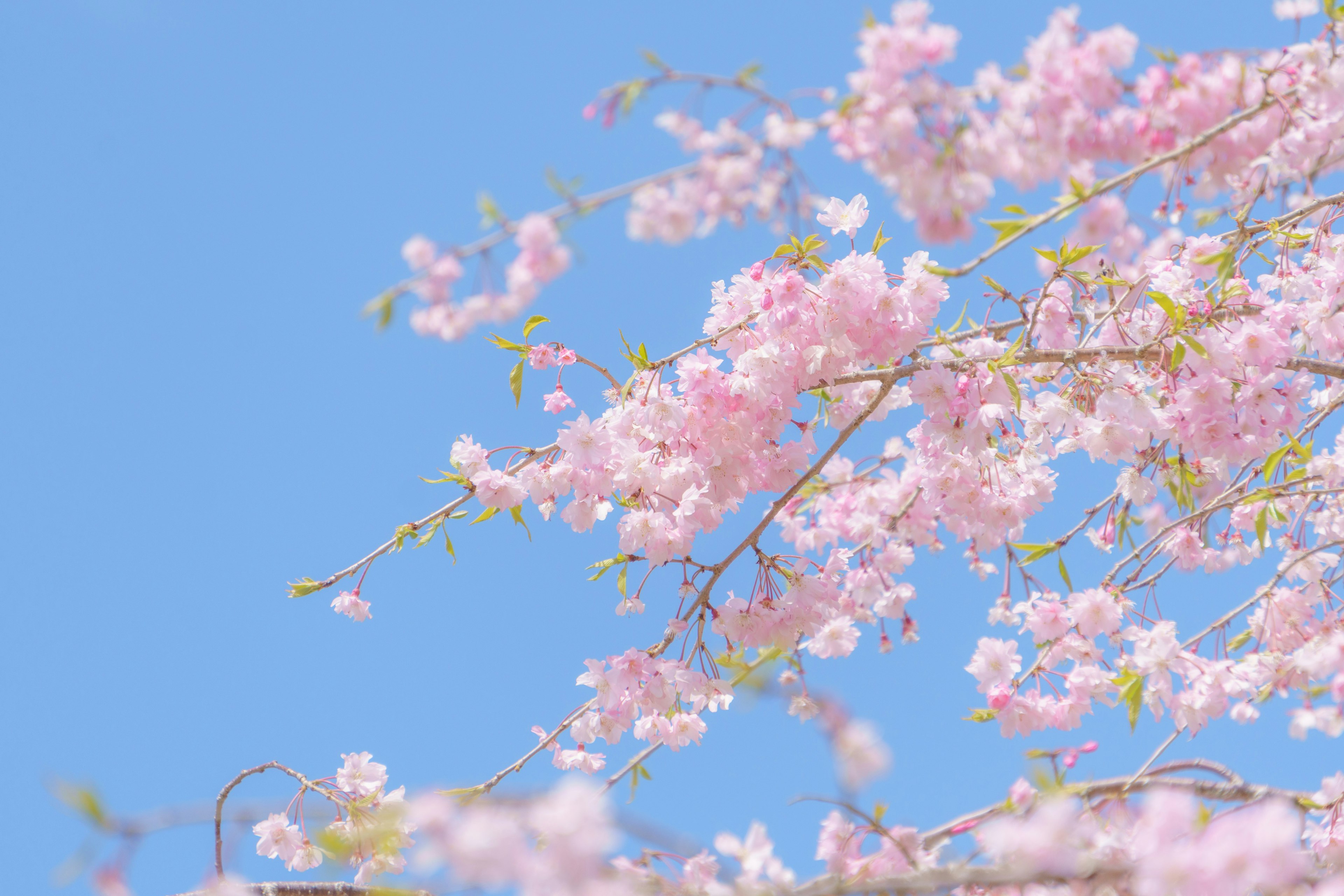 Bunga sakura mekar sempurna di bawah langit biru cerah