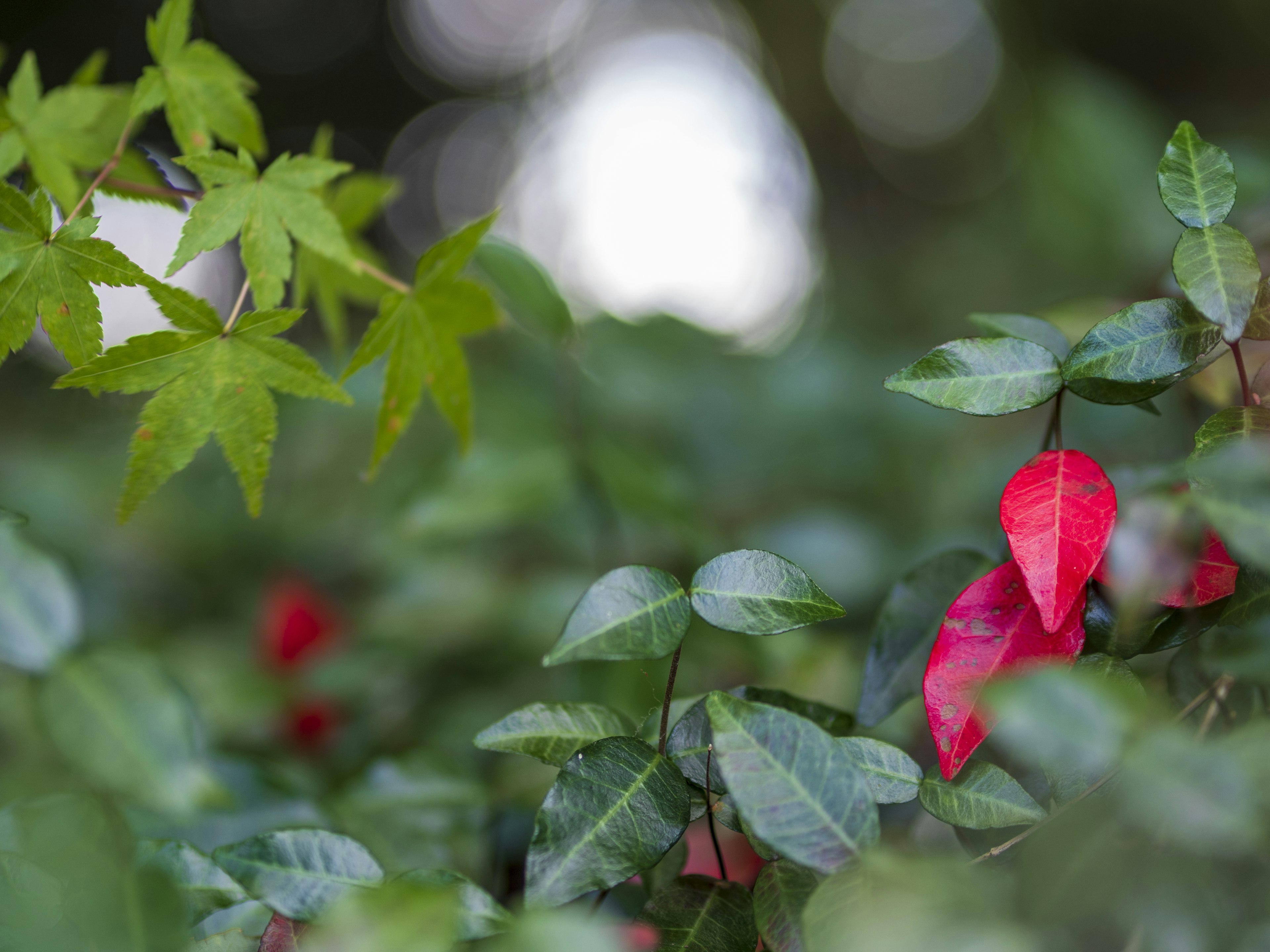 Natural scene featuring green leaves and red flowers