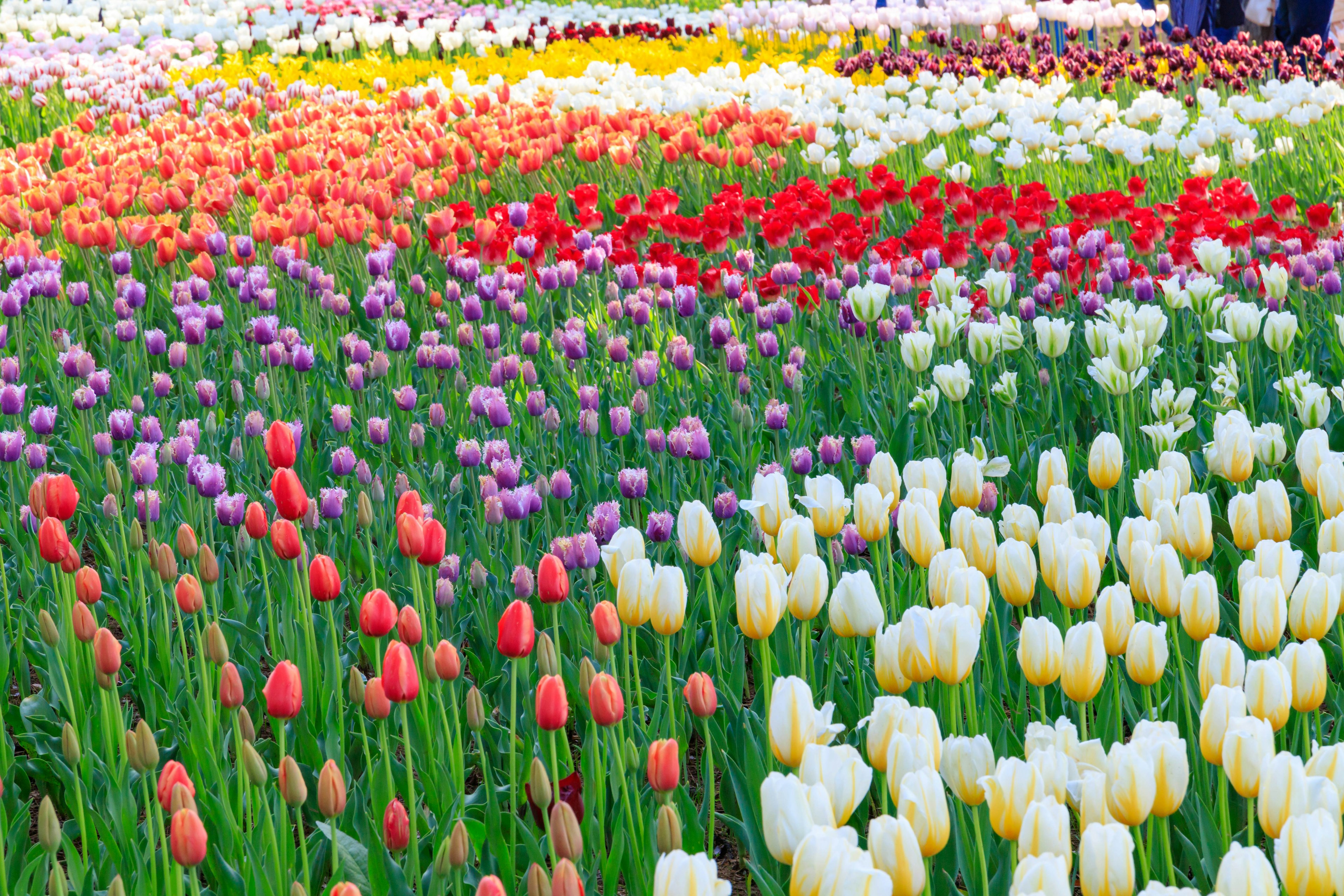 色とりどりのチューリップが咲く花畑の風景