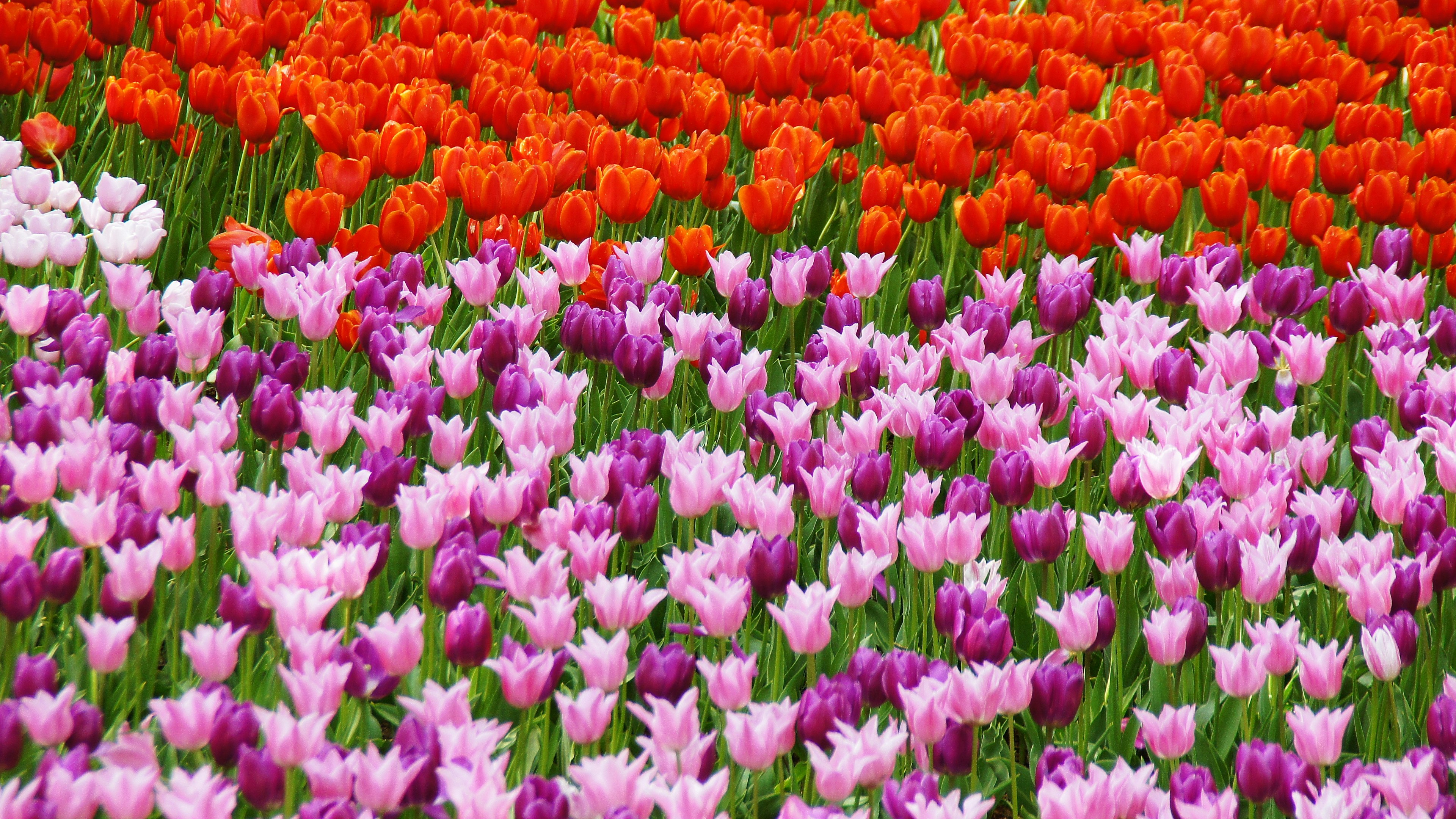 Campo de tulipanes vibrantes con filas de flores rojas, rosas y moradas