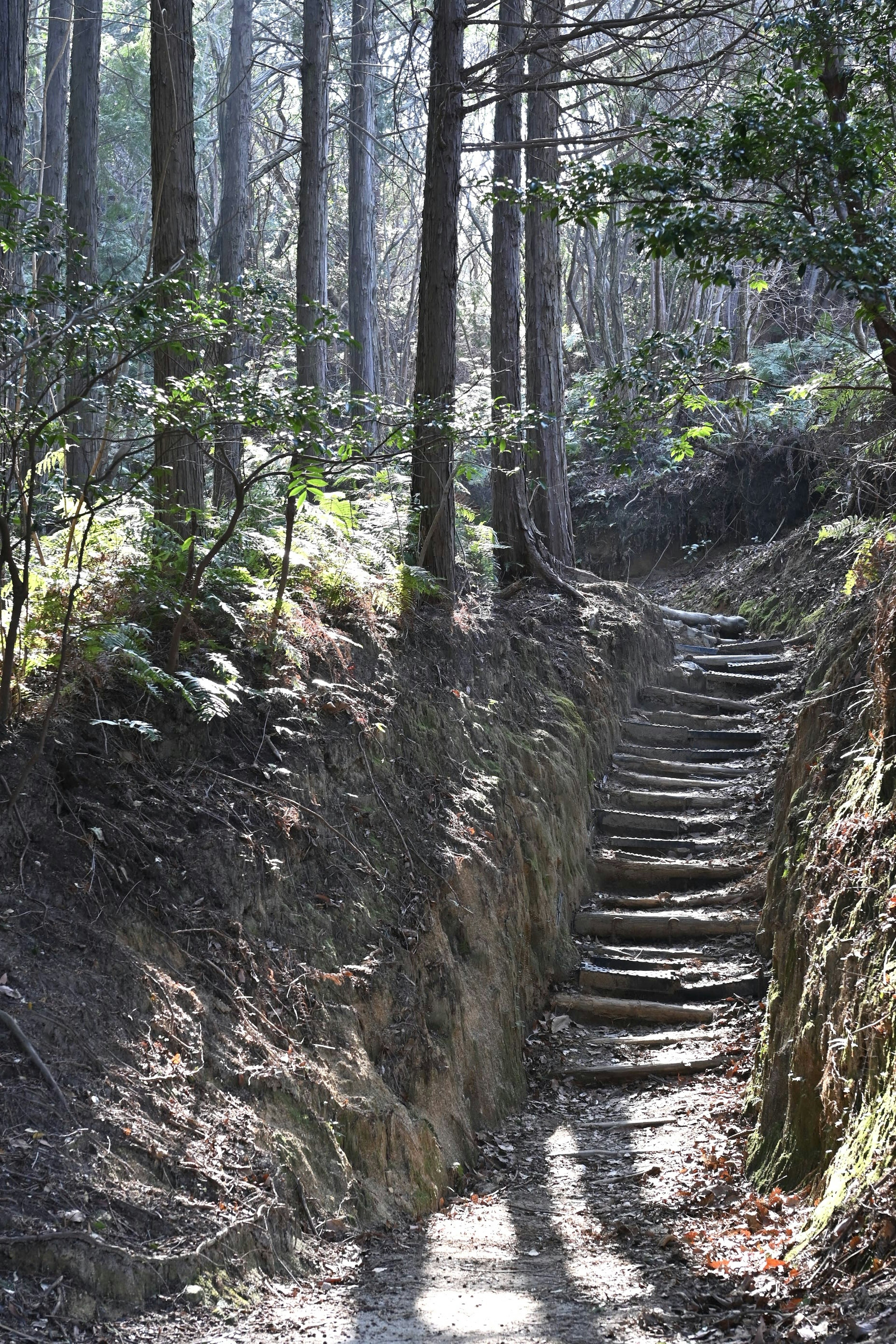 Camino escénico con escalones de madera rodeado de árboles