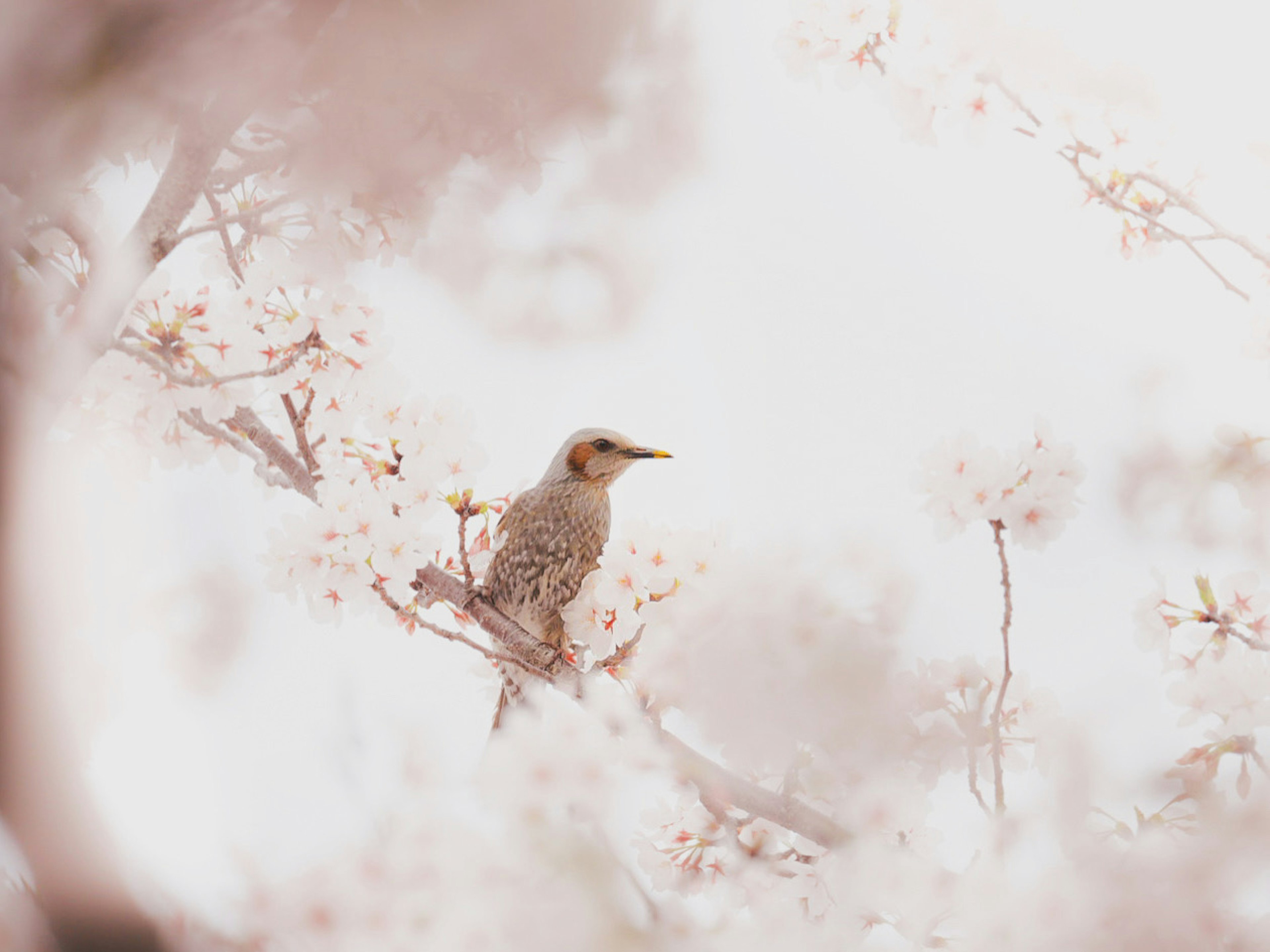 Ein sanft gefärbter Vogel, der auf Kirschblüten sitzt