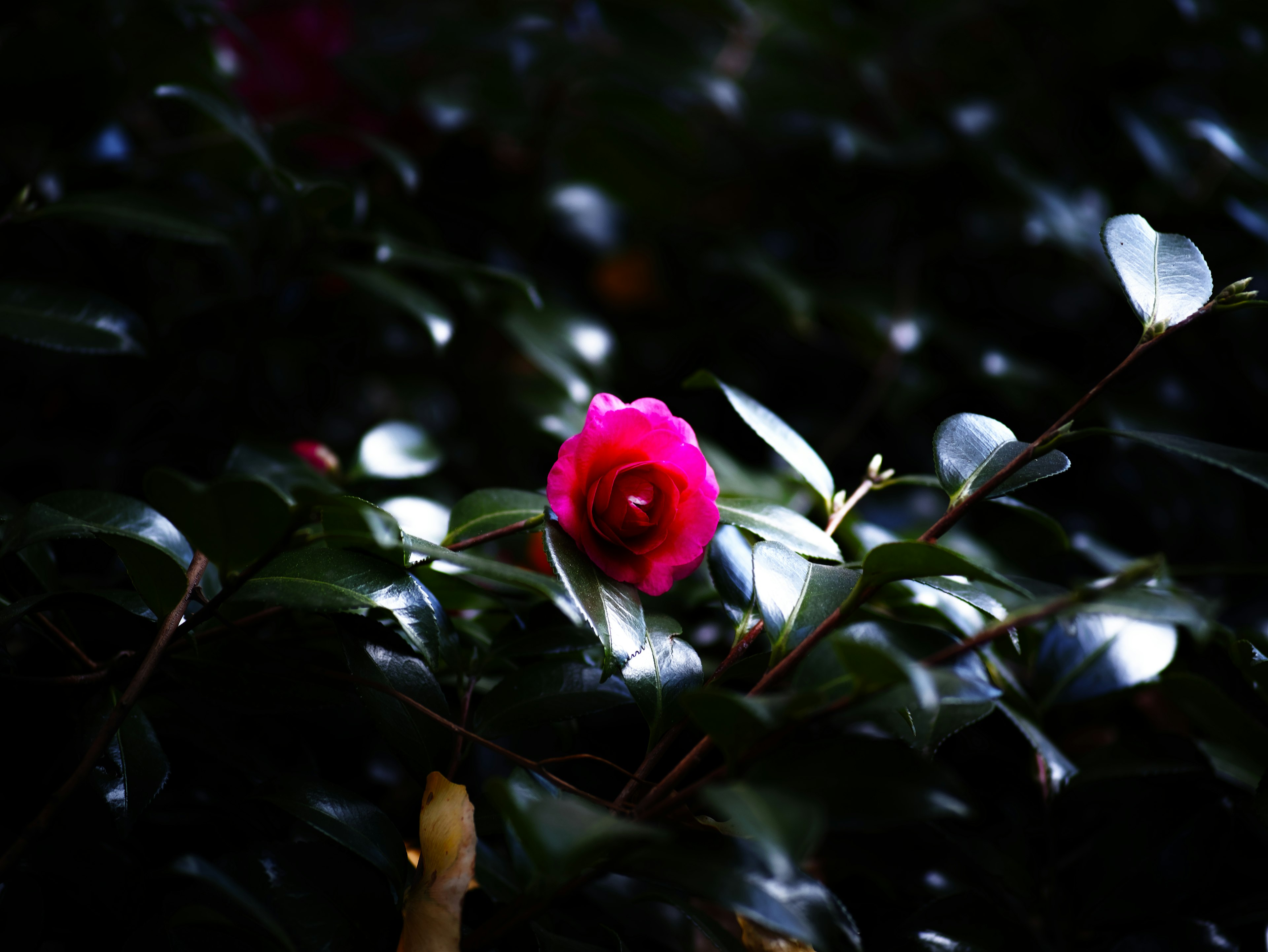 A vibrant pink flower stands out against a dark background