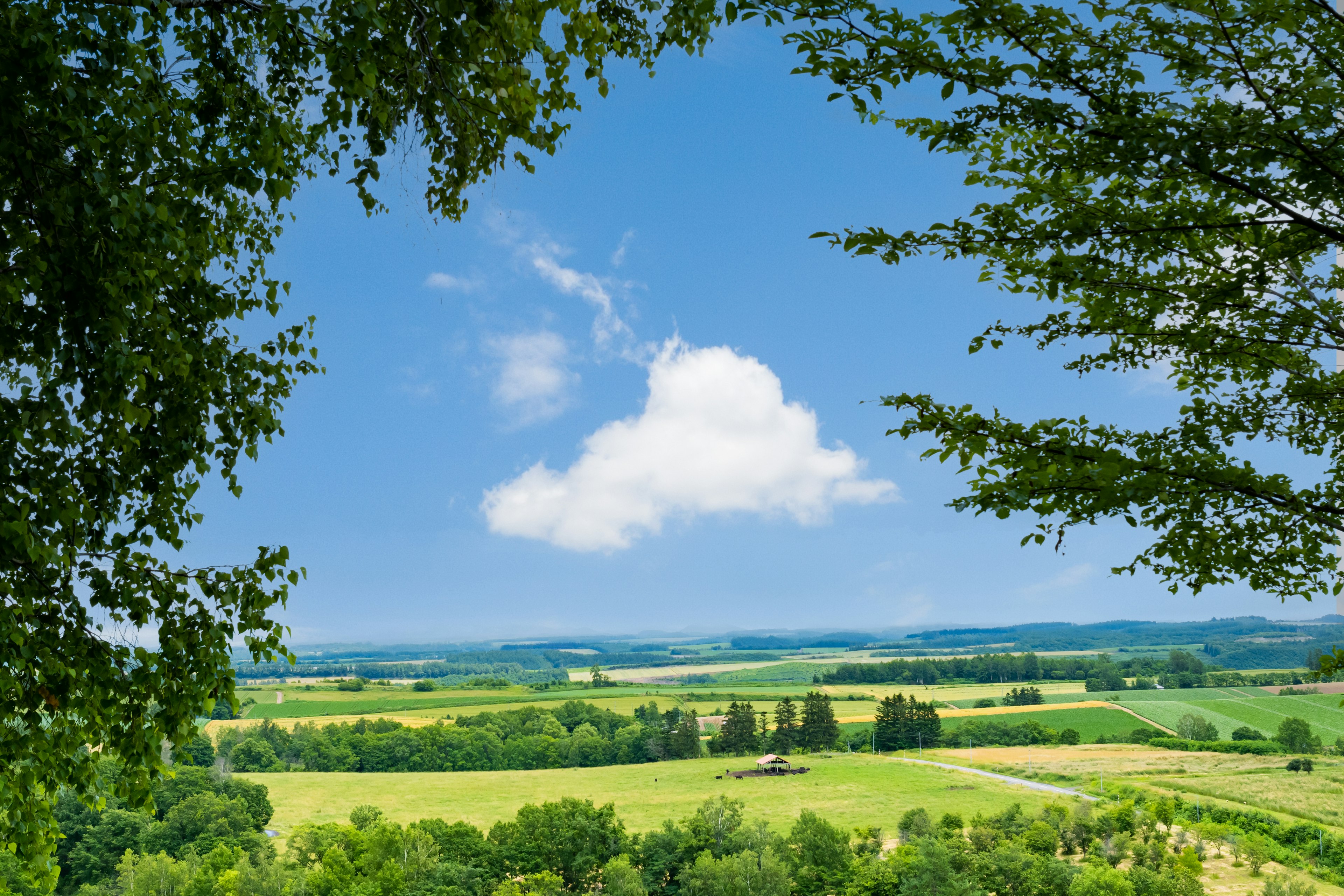 Paysage verdoyant sous un ciel bleu avec un nuage blanc flou encadré par des arbres