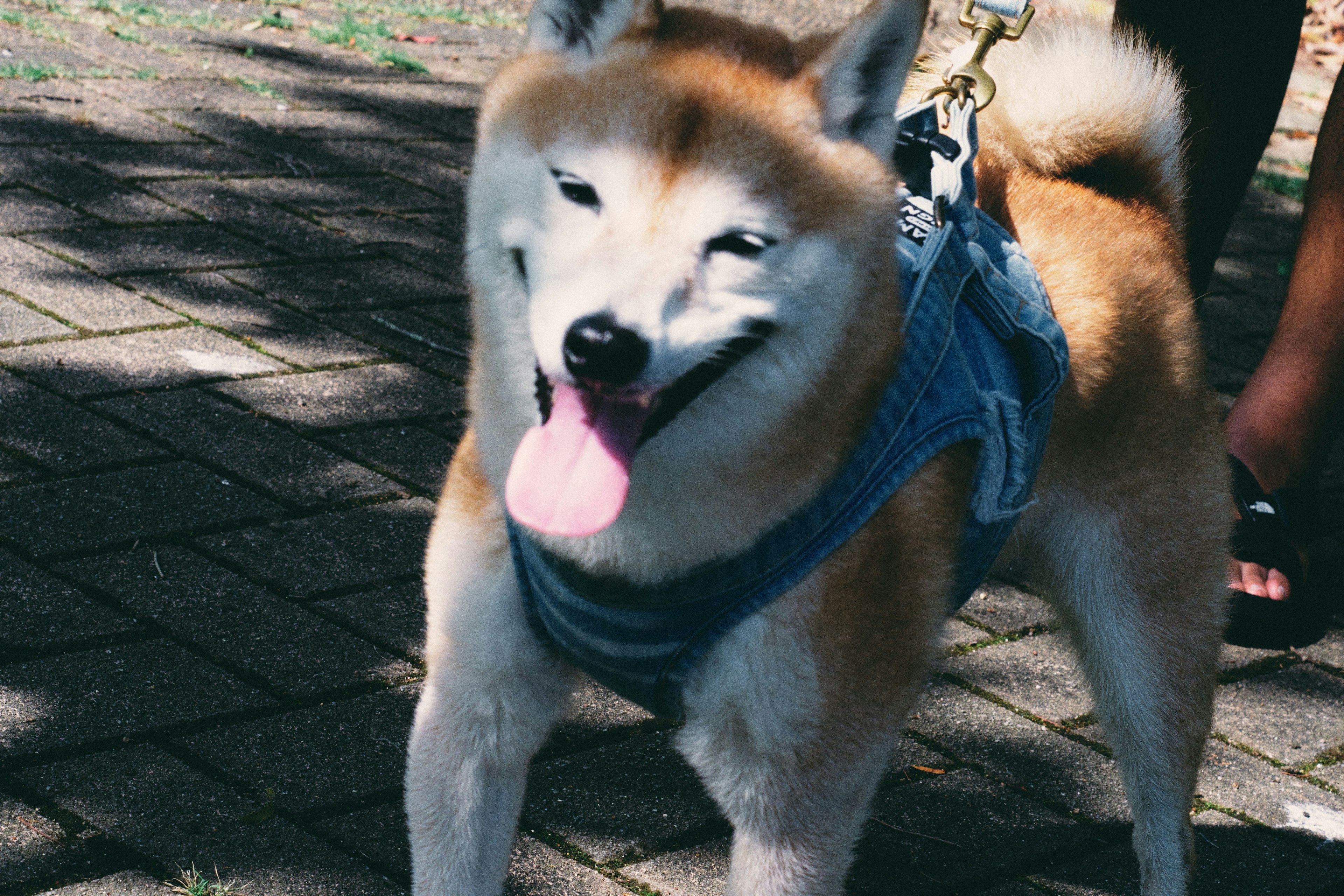 Shiba Inu mengenakan tali pengaman biru berdiri dengan bahagia