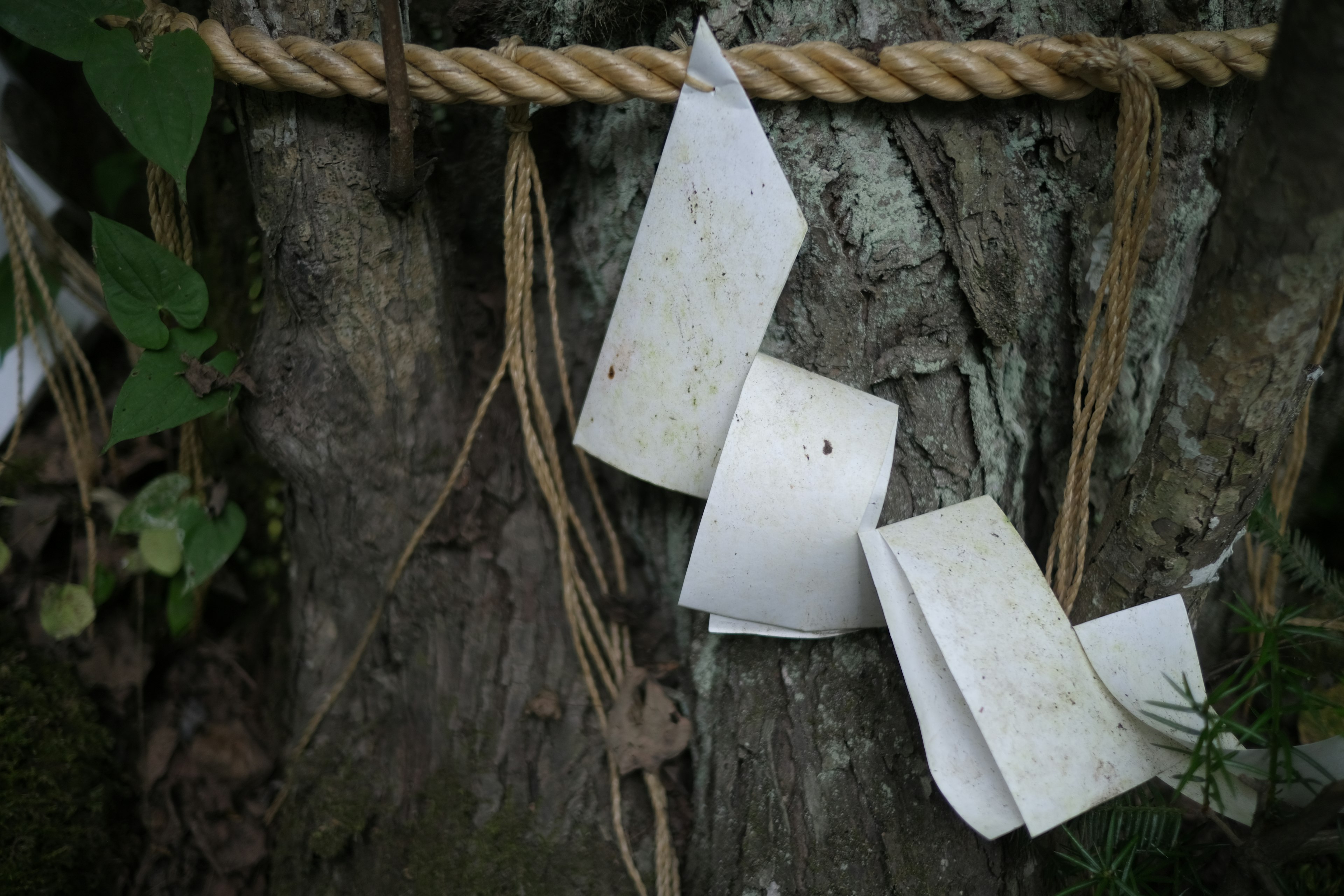 Una cuerda atada alrededor de un tronco de árbol con tiras de papel blanco adjuntas