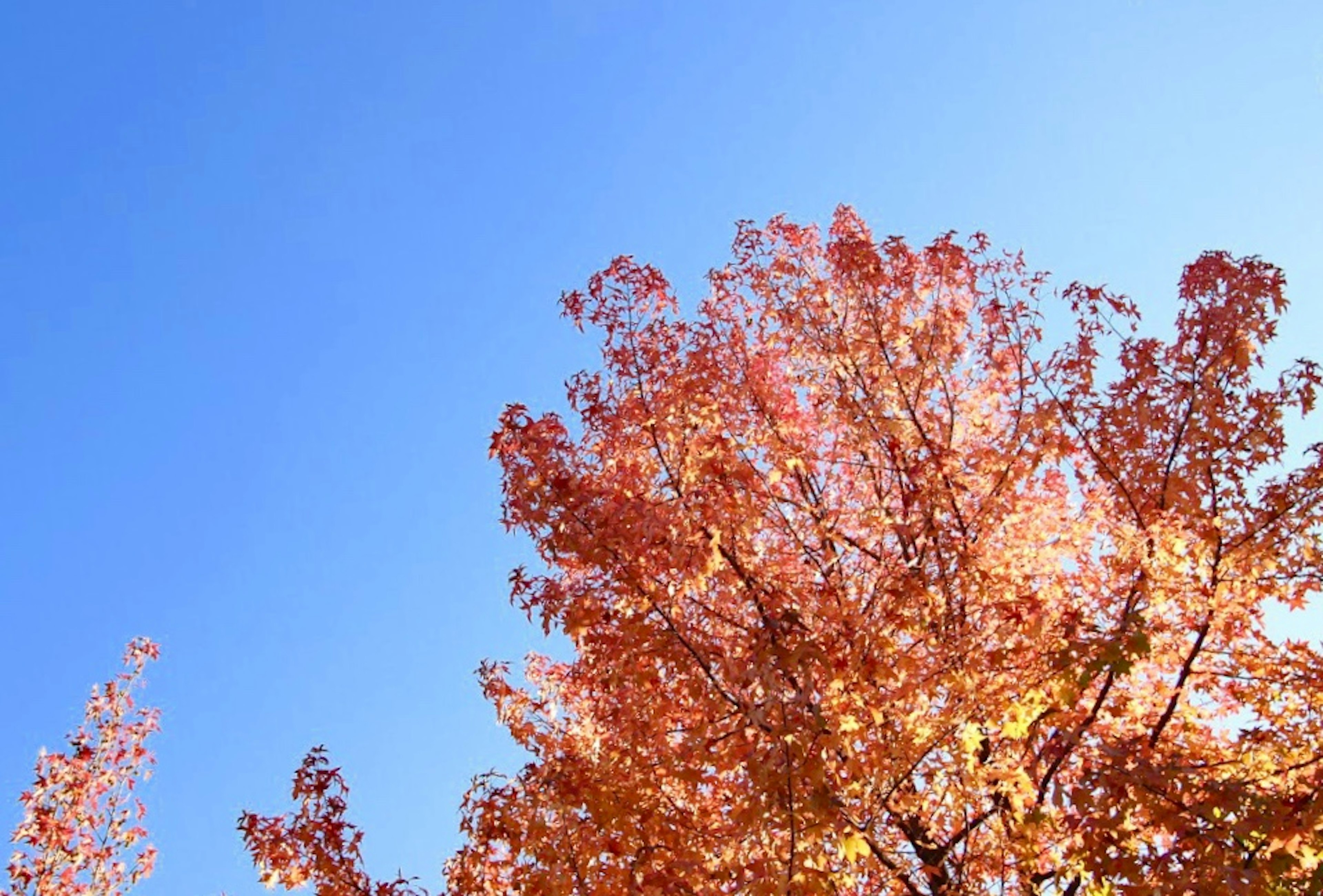 Vibrant orange and yellow autumn leaves under a clear blue sky