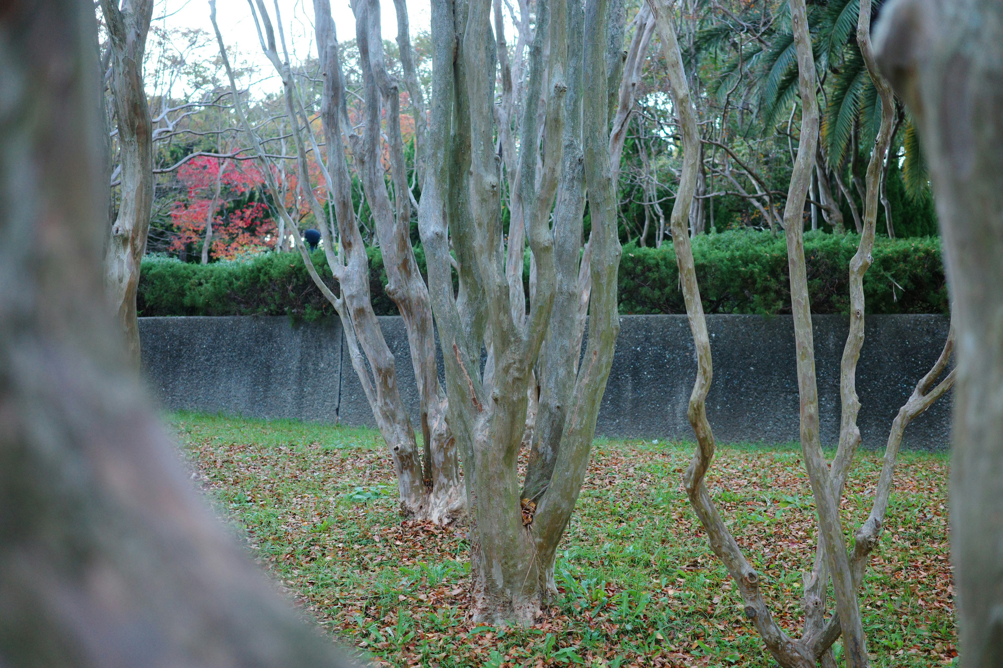 Una escena de parque con árboles alineados seto verde y follaje otoñal al fondo