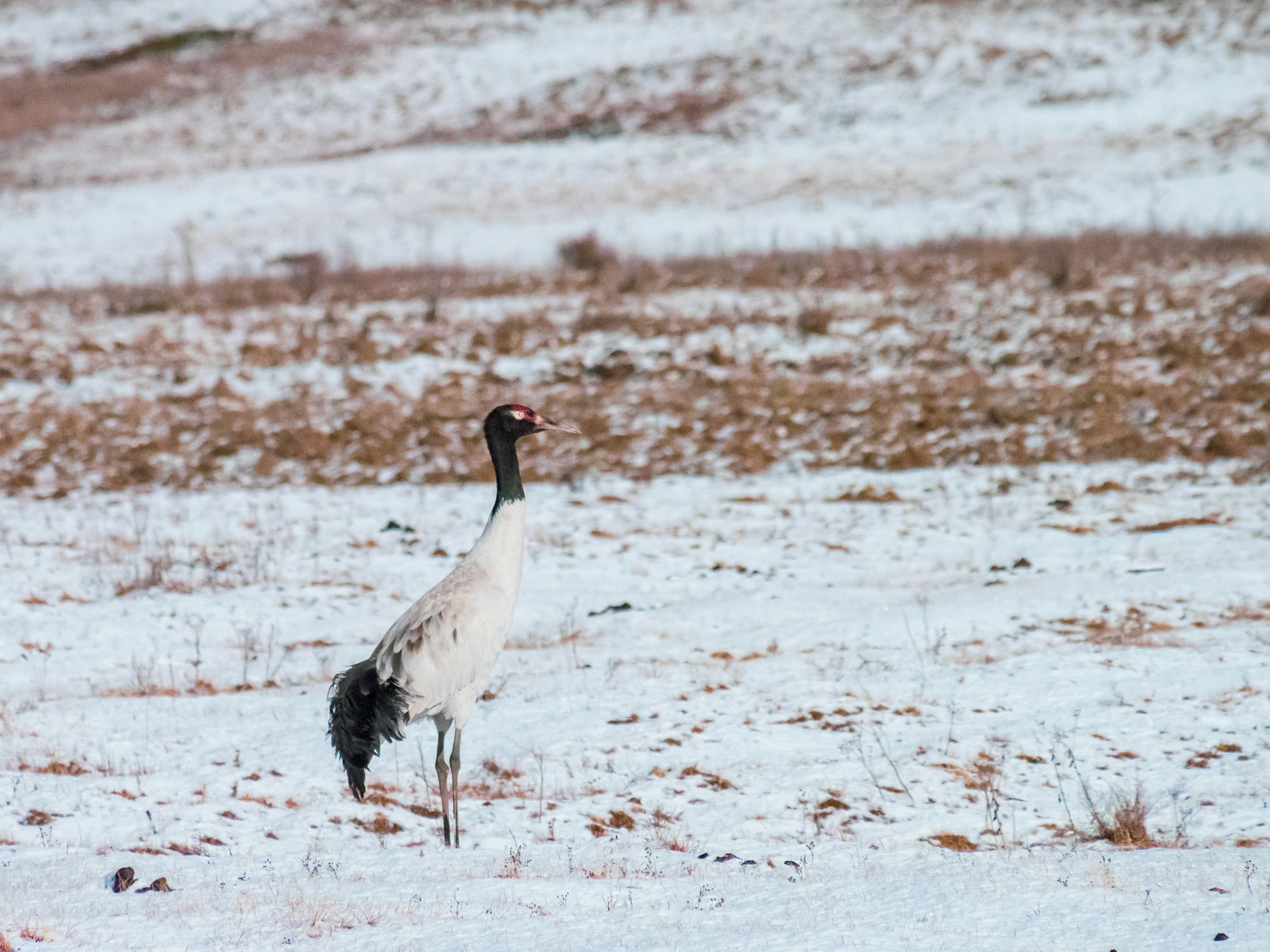 Une grue se tenant sur la neige blanche avec des environs naturels