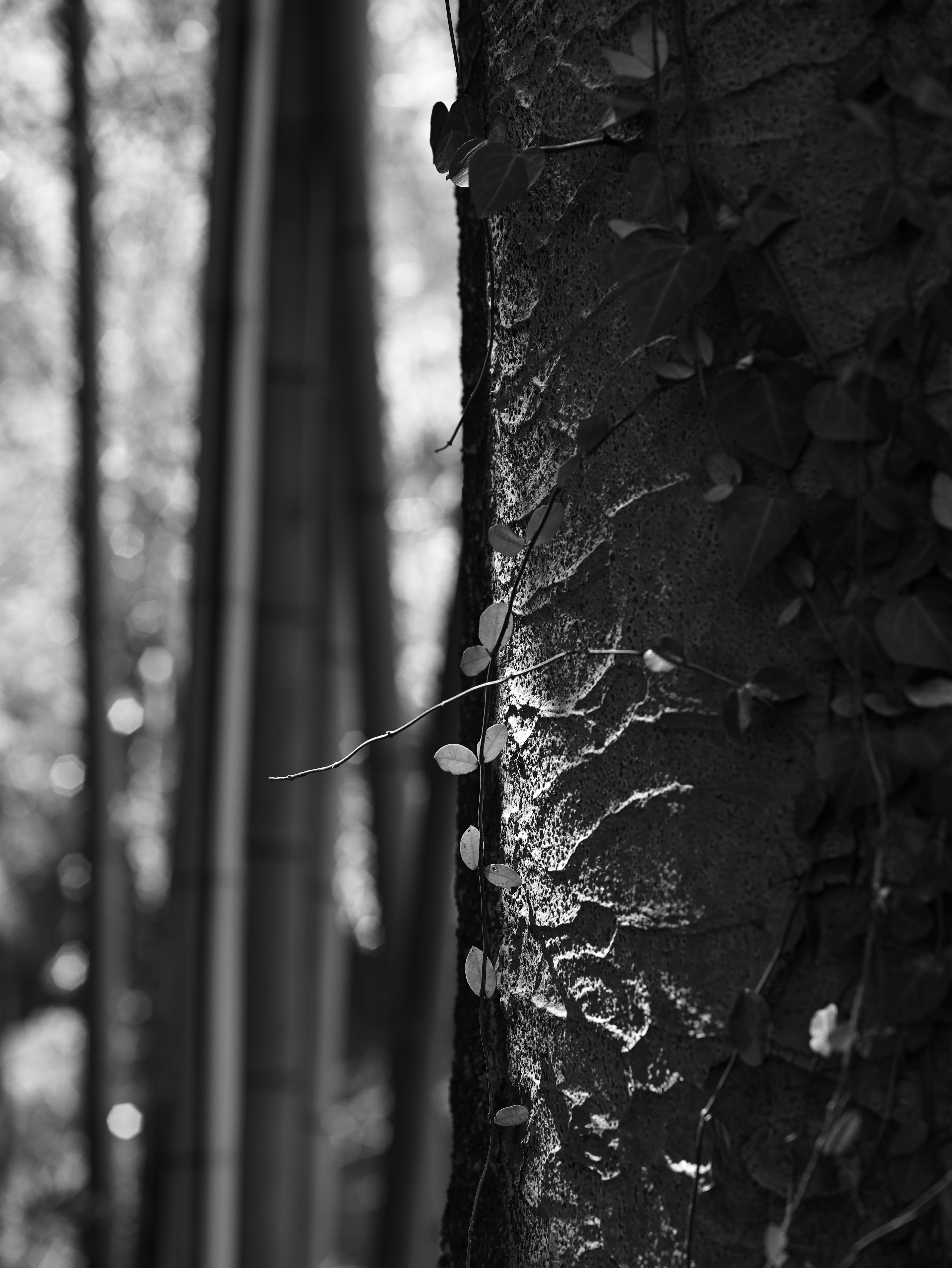 Primer plano de un tronco de árbol con bambú de fondo en blanco y negro